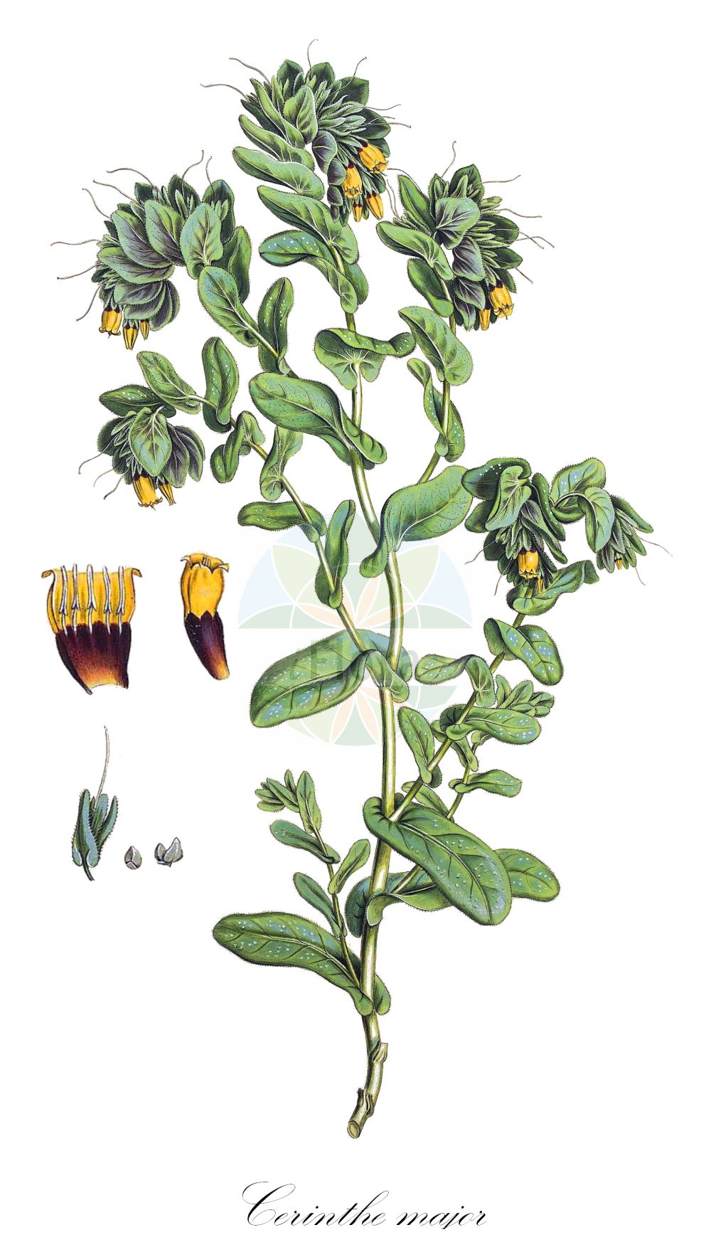 Cerinthe major - Boraginaceae,Plantae,Pteridobiotina,Angiosperms,Boraginales,Boraginaceae,Cerinthe,Cerinthe major,Ceranthe acuta, Cerinthe acuta, Cerinthe alpina, Cerinthe aperta, Cerinthe aspera, Cerinthe glabra subsp. longiflora, Cerinthe glauca, Cerinthe gymnandra, Cerinthe gymnandra, Cerinthe gymnandra var. iberica, Cerinthe gymnandra var. macrosiphon, Cerinthe gymnandra var. quichiotis, Cerinthe longiflora, Cerinthe major subsp. elegans, Cerinthe major subsp. gymnandra, Cerinthe major var. elegans, Cerinthe major var. gymnandra, Cerinthe strigosa, Cerinthe versicolor,Große Wachsblume;mélinet;grand mélinet;mélinet à étamines denudées;mélinet à étamines saillantes;mélinet majeur;mélinet rude;palomera;escarapela;ceriflor;nebulosa;chupamel;escarapelada;erba vajola;cerinta;erba-tortora;erba-vajola maggiore;scarlattina;succiamele;flor-mel;chupa-mel;chucha-mel;chupa-mel-branco;chupa-mel-roxo;восковник большой;воскоцветник большой;вощанка большая;alacakız;qirinthë;herba rasposa;velika visika;voskovka větší;pidosnic;voskovka väčšia;меденик;qniepen;κερίνθη