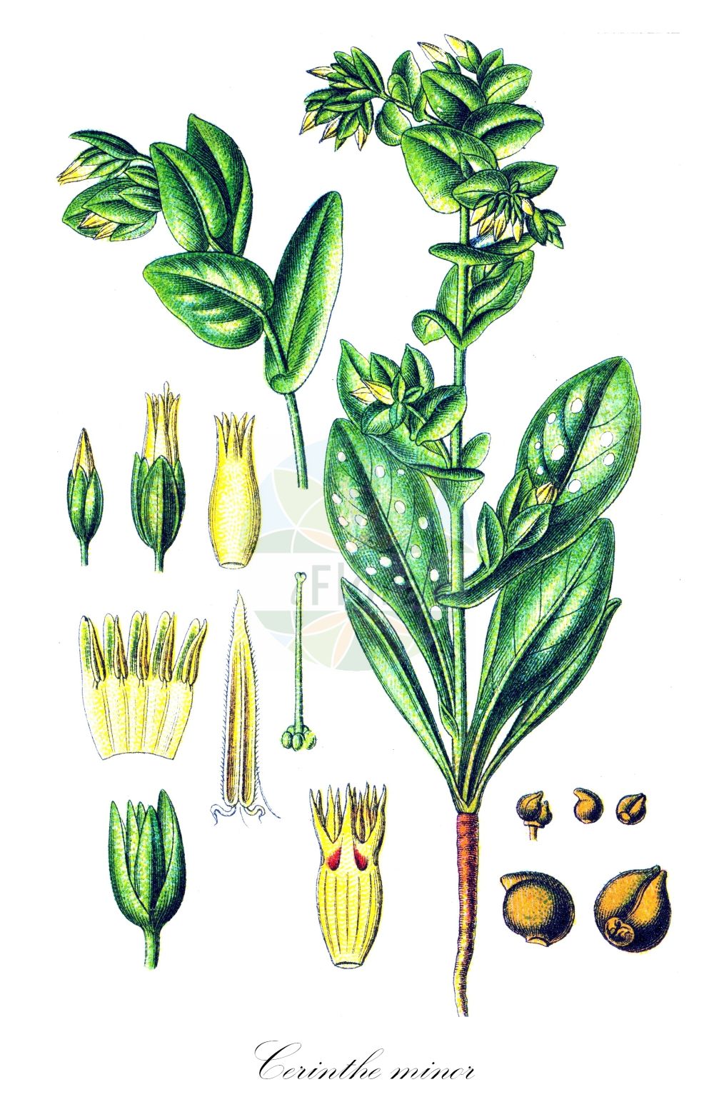 Cerinthe minor - Boraginaceae,Plantae,Pteridobiotina,Angiosperms,Boraginales,Boraginaceae,Cerinthe,Cerinthe minor,Cerinthe connivens, Cerinthe glabra, Cerinthe indigotisans, Cerinthe lurida, Cerinthe macrophylla, Cerinthe pseudoaspera, Cerinthe quinquemaculata,Kleine Wachsblume;lesser honeywort;small honeywort;waxflower;mélinet à petites fleurs;cérinthe;mélinet auriculé;petit mélinet;petite cérinthe;erba vaiola;erba tortora;cerinte minore;erba-tortora;erba-vajola;erba-vajola minore;scarlattina;rijkbloeiende klaverzuring;geel wasbloempje;восковник малый;воскоцветник малый;вощанка малая;cücegözü;qerintha më e vogël;qirinthë;mala visika;ośmiał mniejszy;mala voščica;szeplőlapu;voskovka menší;ceriţică;pidosnic;somnoroasă;voskovka menšia;вощанка мала;малък меденик;пепељуша