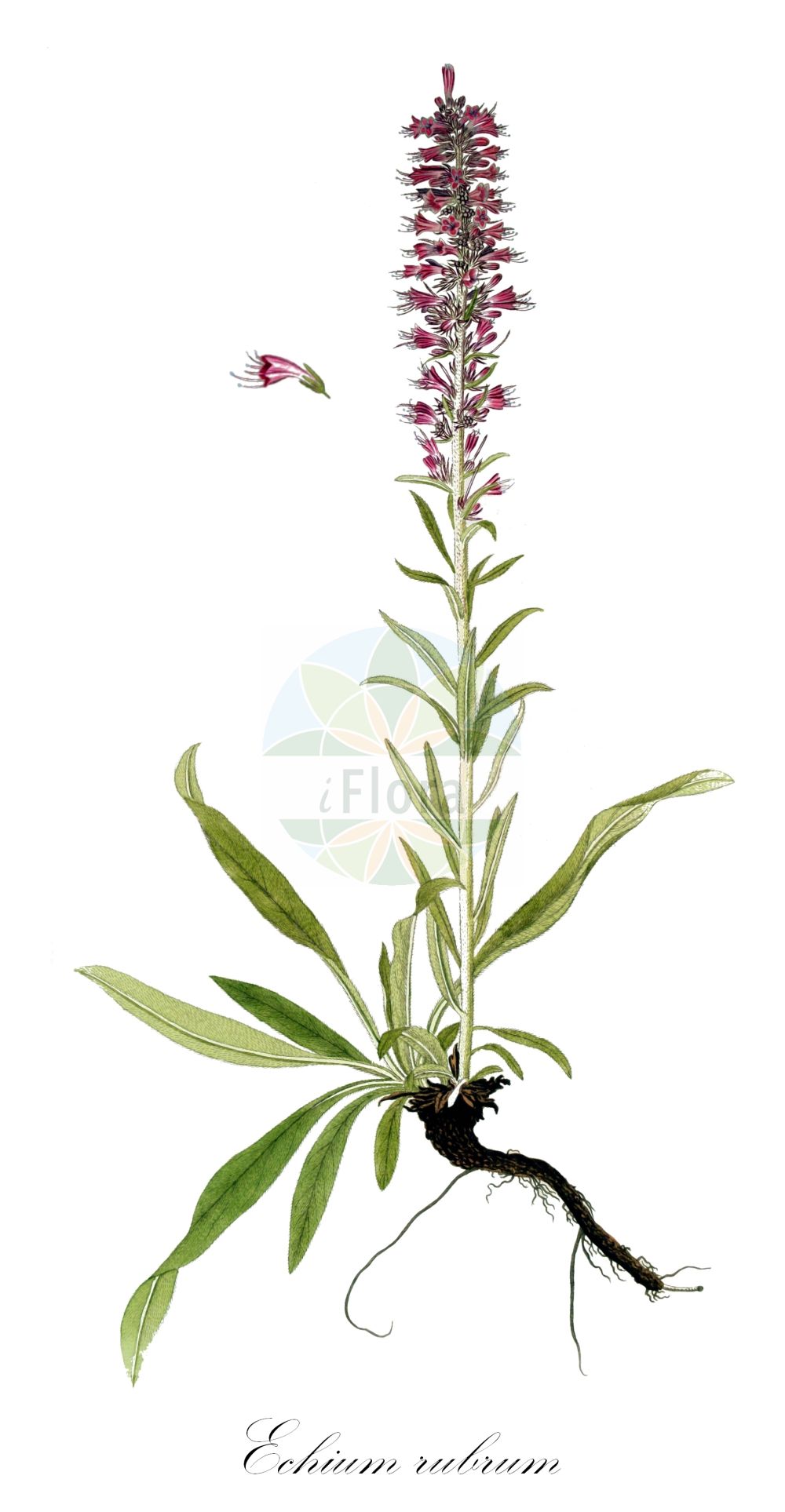 Echium rubrum - Boraginaceae,Plantae,Pteridobiotina,Angiosperms,Boraginales,Boraginaceae,Echium,Echium rubrum,Echium setosum, Echium spathulatum, Echium verecundum, Isoplesion rubrum,Rötlicher Natternkopf;змијоглавка
