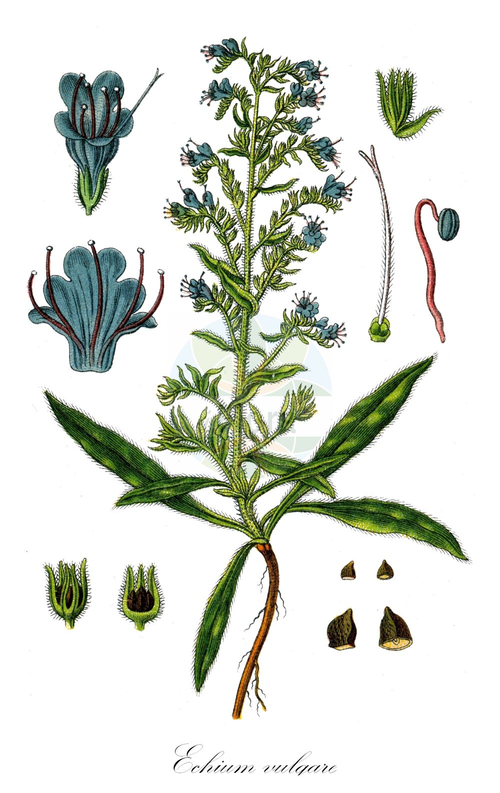 Echium vulgare - Boraginaceae,Plantae,Pteridobiotina,Angiosperms,Boraginales,Boraginaceae,Echium,Echium vulgare,Echium anglicum, Echium elegans, Echium lacaitae, Echium laetum, Echium lusitanicum, Echium molle, Echium monstrosum, Echium parviflorum, Echium schifferi, Echium spinescens, Echium tenoreanum, Echium tuberculatum, Echium vaudense, Echium violaceum, Echium vulgare f. albiflorum, Echium vulgare f. vulgare, Echium vulgare var. grandiflorum, Echium vulgare var. lacaitae, Echium vulgare var. vulgare, Echium wierzbickii,Gewöhnlicher Natternkopf;Natternkopf;Blauer Natternkopf;Stolzer Heinrich;Gemeiner Natterkopf;viper's-bugloss;blue thistle;blueweed;common viper's bugloss;Vipérine commune;herbe aux vipères;buglosse sauvage;vipérine vulgaire;hierba azul;viborera morada;lengua de gato;paraque tequiero;ortiguilla;manasa;culebrera;hierba cerruda;melera;viborera;viperina;Viperina azzurra;echio comune;erba delle vipere;lingua di bove;erba rogna;viperina comune;riet-zwenkgras;gewoon slangekruid;slangenkruid;erva-viperina;lingua-de-boi;soagem;viboreira;viperina;синяк обыкновенный;engerek otu;ushqerëz;ushqerëza e rëdomtë;herba del vibre;llengua de bou;llengua de bou vulgar;obična lisičina;blaäld;blåeld;slangehoved;żmijowiec zwyczajny;navadni gadovec;közönséges kígyószisz;terjőke kígyószisz;hadinec obecný;iarba șarpelui;iarba-şearpelui;hadinec obyčajný;синяк звичайний;кучи език обикновен;обикновено усойниче;harilik ussikeel;parastais daglītis;ormehode;kyläneidonkieli;лисичина;обична лисичина;paprastasis ežeinis;lán jì;蓝蓟