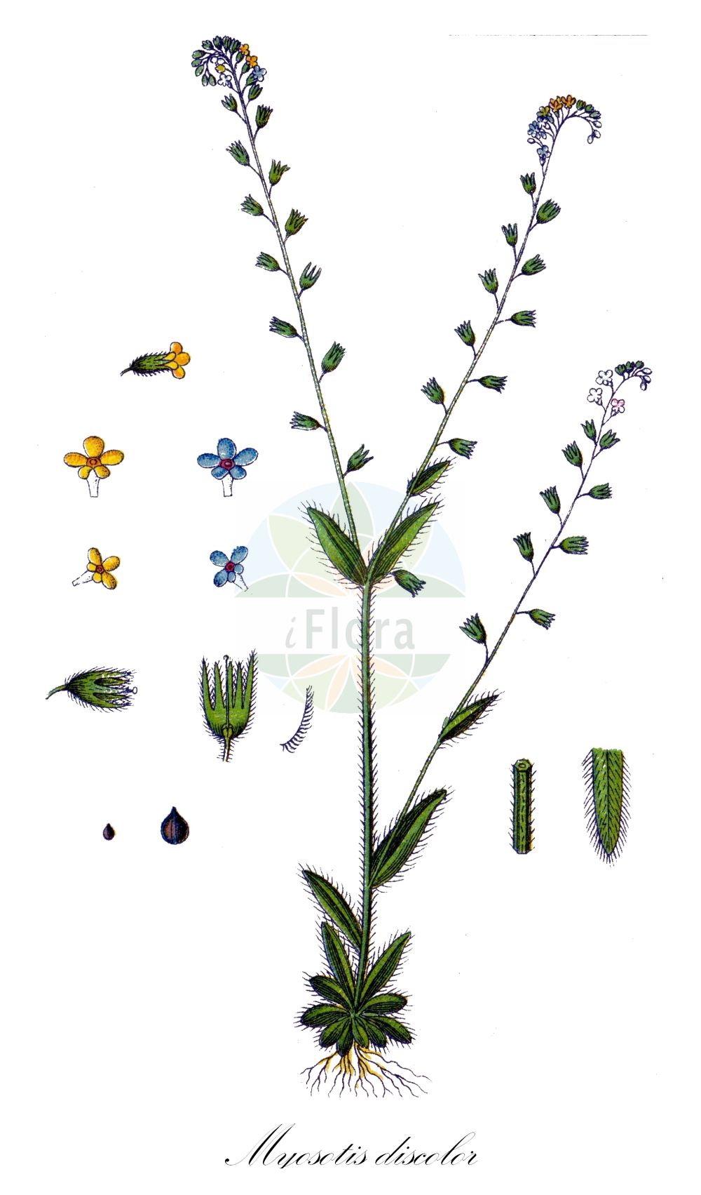 Myosotis discolor - Boraginaceae,Plantae,Pteridobiotina,Angiosperms,Boraginales,Boraginaceae,Myosotis,Myosotis discolor,Myosotis arvensis var. versicolor, Myosotis collina, Myosotis discolor subsp. discolor, Myosotis fallacina, Myosotis lutea var. versicolor, Myosotis versicolor,Eigentliches Buntes Vergissmeinnicht;Buntes Vergissmeinnicht;changing forget-me-not;changing scorpiongrass;grass forget-me-not;yellow-and-blue;yellow and blue scorpiongrass;Myosotis versicolore;myosotis à fleurs changeantes;myosotis à deux couleurs;myosotis discolore;no-me-olvides;nomeolvides;Nontiscordardimé cangiante;nontiscordardime cangiante;rapunzel-klokje;veelkleurig vergeet-mij-nietje;veelkleurig vergeet-mij-niet;orelha-de-rato;miosótis;não-me-esqueças;незабудка разноцветная;alacaboncuk;lulemiza i kodrës;miosotis groga;šarena potočnica;rapunkel-klocka;brokförgätmigej;bakke forglemmigej;forskelligfarvet forglemmigej;niezapominajka różnobarwna;pisana spominčica;tarka nefelejcs;pomněnka různobarvá;nezábudka pestrá;незабудка різнобарвна;kirju lõosilm;raibā neaizmirstule;perleforglemmegei;kirjolemmikki;споменак;dvispalvė neužmirštuolė