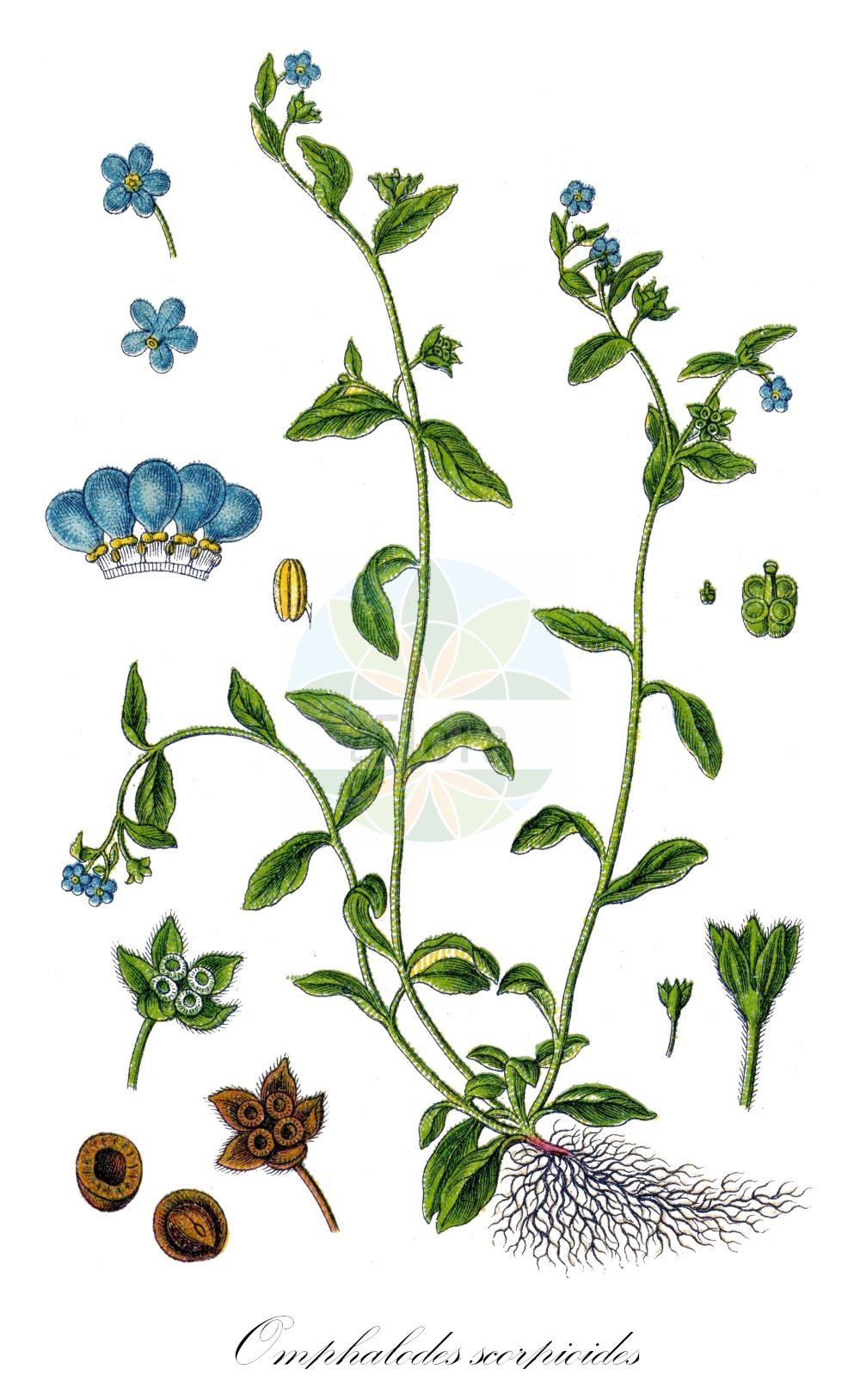 Memoremea scorpioides - Boraginaceae,Plantae,Pteridobiotina,Angiosperms,Boraginales,Boraginaceae,Memoremea,Memoremea scorpioides,Cynoglossum scorpioides, Omphalium scorpioides, Omphalodes scorpioides, Picotia scorpioides,Wald-Gedenkemein;Vergissmeinnichtähnliche Nabelnuss;Wald-Nabelnüsschen;Kleinblütiges Nabelnüsschen;wood navelwort;omphalodès faux-scorpion;borrana code-di-scorpione;омфалодес завитой;пупочник завитой;пупочник ползучий;pupanka lopatolistna;ułudka leśna;drobnocvetna torilnica;erdei békaszem;pupkovec pomněnkový;pupkovec nezábudkovitý;омфалодес завитий
