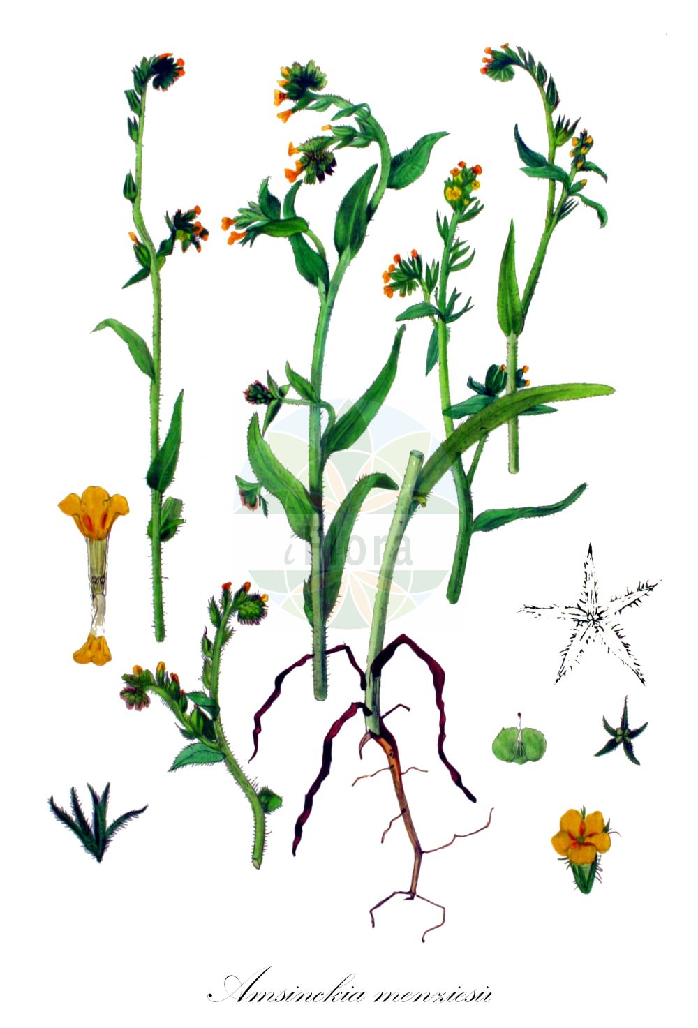 Amsinckia menziesii - Boraginaceae,Plantae,Pteridobiotina,Angiosperms,Boraginales,Boraginaceae,Amsinckia,Amsinckia menziesii,Amsinckia copelandii, Amsinckia douglasiana var. interior, Amsinckia eatonii, Amsinckia helleri, Amsinckia hirticaulis, Amsinckia hispidissima, Amsinckia menziesii f. angustisepala, Amsinckia menziesii f. latisepala, Amsinckia menziesii var. menziesii, Amsinckia menziesii var. microcarya, Amsinckia menziesii var. retrorsa, Amsinckia micrantha, Amsinckia parviflora, Amsinckia retrorsa, Amsinckia sparsiflora, Benthamia menziesii, Benthamia micrantha, Benthamia parviflora, Benthamia retrorsa, Echium menziesii,Menzhies Amsinckie;Menzies' Amsinckie;Kleinblütige Amsinckie;common fiddleneck;amsinckia;opiołek Menziesa