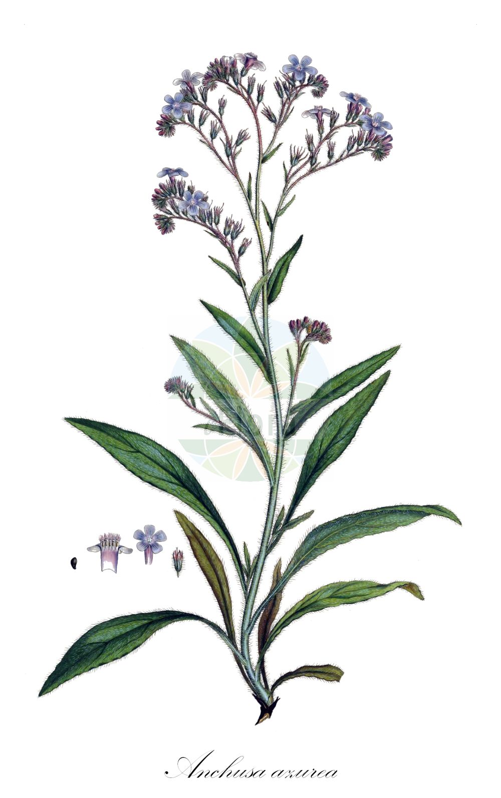 Anchusa azurea - Boraginaceae,Plantae,Pteridobiotina,Angiosperms,Boraginales,Boraginaceae,Anchusa,Anchusa azurea,Anchusa amoena, Anchusa biceps, Anchusa italica, Anchusa lucida, Anchusa macrophylla, Anchusa paniculata, Buglossum amoenum, Buglossum caeruleum, Buglossum elatum, Buglossum italicum, Buglossum paniculatum, Buglossum vulgare, Lycopsis macrophylla,Italienische Ochsenzunge;garden anchusa;italian alkanet;italian bugloss;large blue alkanet;Buglosse d'Italie;bourrache bâtarde;grande buglosse;buglosse;fausse bourrache;langue de bœuf;argamula;buglosa;lenguaza;melera;alcalcuces;chupamieles;lengua de buey;lengua de vaca;Buglossa azzurra;buglossa volgare;lingua buona;lingua di bove;buglossa italiana;rev-fingerört;Italianse ossetong;Italiaanse ossetong;lingua-de-vaca;buglossa;borragem-bastarda;erva-do-fígado;erva-sangue;língua-de-vaca;orcaneta;анхуза итальянская;анхуза лазоревая;воловик итальянский;воловик лазоревый;sığırdili;gjuhëlope;buglossa blava;modri volujak;farbownik lazurowy;modri volovski jezik;olasz atracél;pilát modrý;limba-boului;miruţă;miruta mare;smohla modrá;воловик італійський;лазурно винче;leshon=par italkit;לְשׁוֹן-פַּר אִיטַלְקִית;lsien il-fart ikħal