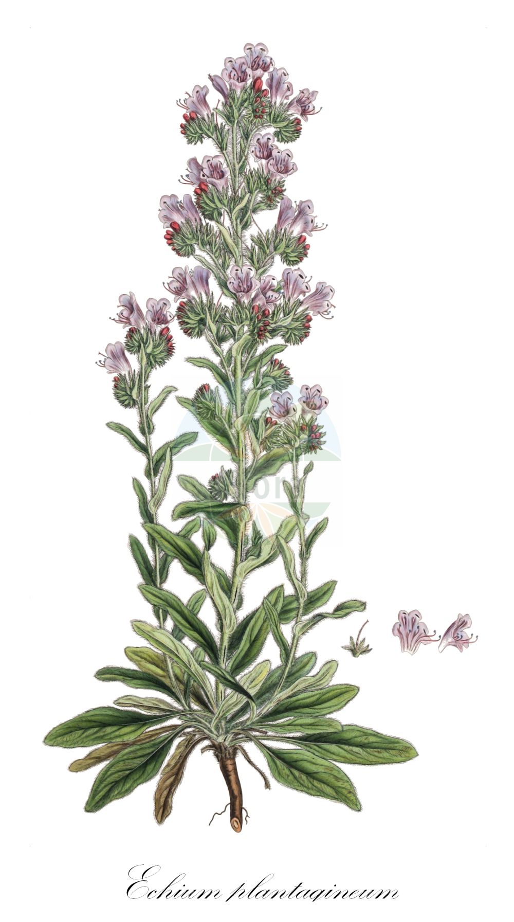 Echium plantagineum - Boraginaceae,Plantae,Pteridobiotina,Angiosperms,Boraginales,Boraginaceae,Echium,Echium plantagineum,Echium alonsoi, Echium bonariense, Echium creticum subsp. plantagineum, Echium diffusum, Echium longistamineum, Echium lycopsis, Echium maritimum, Echium murale, Echium orientale, Echium plantagineum var. alba, Echium plantagineum var. monodasystemon, Echium plantaginifolium, Echium plantaginoides, Echium pseudoviolaceum, Echium sennenii, Echium violaceum, Echium violaceum var. medium