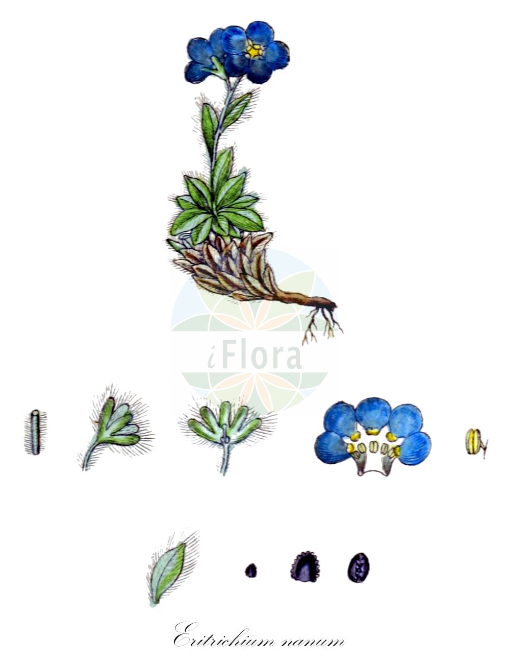 Eritrichium nanum - Boraginaceae,Plantae,Pteridobiotina,Angiosperms,Boraginales,Boraginaceae,Eritrichium,Eritrichium nanum,Eritrichium hacquetii, Eritrichium nanum var. nanum, Eritrichium tergloviense, Lappula nana, Myosotis hacquetii, Myosotis nana, Myosotis nana, Myosotis pauciflora, Myosotis terglovensis, Omphalodes nana,Himmelsherold;king-of-the-alps;alpine forget-me-not;dwarf forget-me-not;arctic alpine forget-me-not;Eritriche nain;Roi-des-Alpes;eritrichium nain;éritrichium nain;éritriche nain;mousse d'azur;roi des Alpes;Eritrichio nano;nontiscordardimé nano;незабудочник карликовый;triglavska neboglasnica;ochi șarpelui;ochiul şarpelui;незабудочник низький
