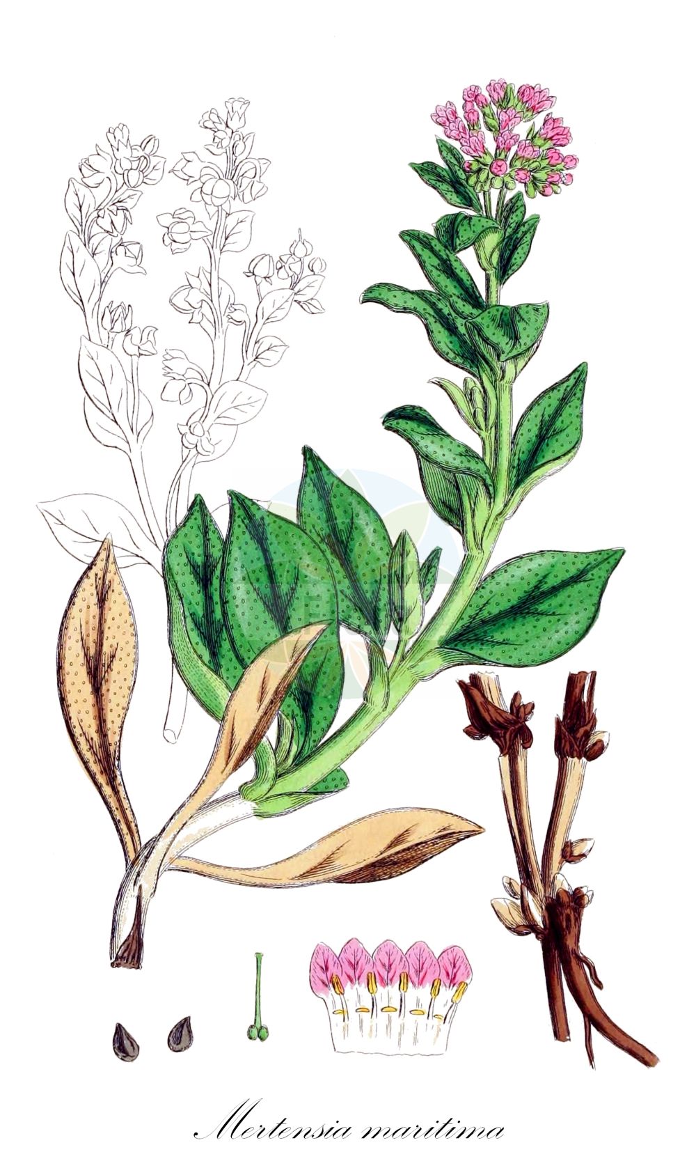Mertensia maritima - Boraginaceae,Plantae,Pteridobiotina,Angiosperms,Boraginales,Boraginaceae,Mertensia,Mertensia maritima,Casselia maritima, Casselia parviflora, Cerinthodes maritima, Hippoglossum maritimum, Lithospermum maritimum, Lithospermum simplicissimum, Mertensia maritima f. maritima, Mertensia maritima subsp. maritima, Mertensia maritima var. maritima, Mertensia parviflora, Pneumaria maritima, Pulmonaria maritima, Pulmonaria parviflora, Pulmonaria procumbens, Steenhammera maritima,Blauglöckchen;Mertensie;Pferdezunge;oysterplant;ostronört;nordisk hestetunge;strand-hestetunge;østersurt;blálilja