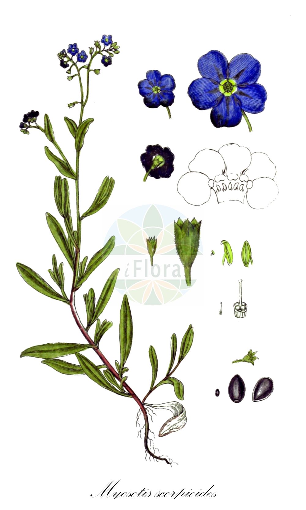 Myosotis scorpioides - Boraginaceae,Plantae,Pteridobiotina,Angiosperms,Boraginales,Boraginaceae,Myosotis,Myosotis scorpioides,Echioides palustris, Echioides perennis, Myosotis palustris, Myosotis scorpioides var. palustris,Sumpf-Vergissmeinnicht;Gewöhnliches Sumpf-Vergißmeinicht;Großblütiges Sumpf-Vergißmeinicht;water forget-me-not;true forget-me-not;spring forget-me-not;Myosotis des marais;myosotis faux-scorpion;aimez-moi;herbe grasse;myosotis faux scorpion;myosotis scorpioïde;ne-m'oubliez-pas;oreille de rat;oreille de souris;plus-je-te-vois-plus-je-t'aime;scorpione de marais;souvenez-vous-de-moi;miosotis de agua;nomeolvides de agua;nomeolvides;Nontiscordardimé delle paludi;scorpiona di padule;miosotide palustre;non-ti-scordar-di-me di palude;rams-lök;moerasvergeet-mij-nietje;moerasvergeet-mij-niet;незабудка болотная;незабудка скорпионовидная;lulemiza e moçaleve;lulemizë;miosotis palustre;močvarna potočnica;äkta förgätmigej;eng-forglemmigej;niezapominajka błotna;wasurenagusa;ワスレナグサ;močvirska spominčica;mocsári nefelejcs;pomněnka bahenní;nezábudka močiarna;незабудка болотна;блатна незабравка;soo-lõosilm;purva neaizmirstule;engforglemmegei;meriluhtalemmikki;engjamunablóm;обични споменак;споменак;pelkinė neužmirštuolė