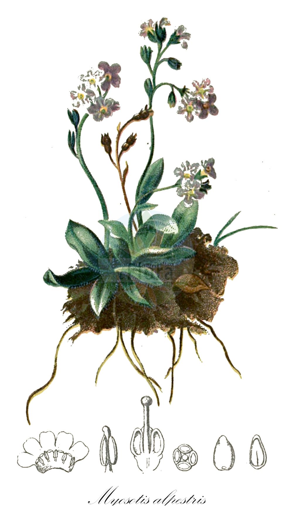 Myosotis alpestris - Boraginaceae,Plantae,Pteridobiotina,Angiosperms,Boraginales,Boraginaceae,Myosotis,Myosotis alpestris,Myosotis sylvatica subsp. alpestris, Myosotis sylvatica var. alpestris