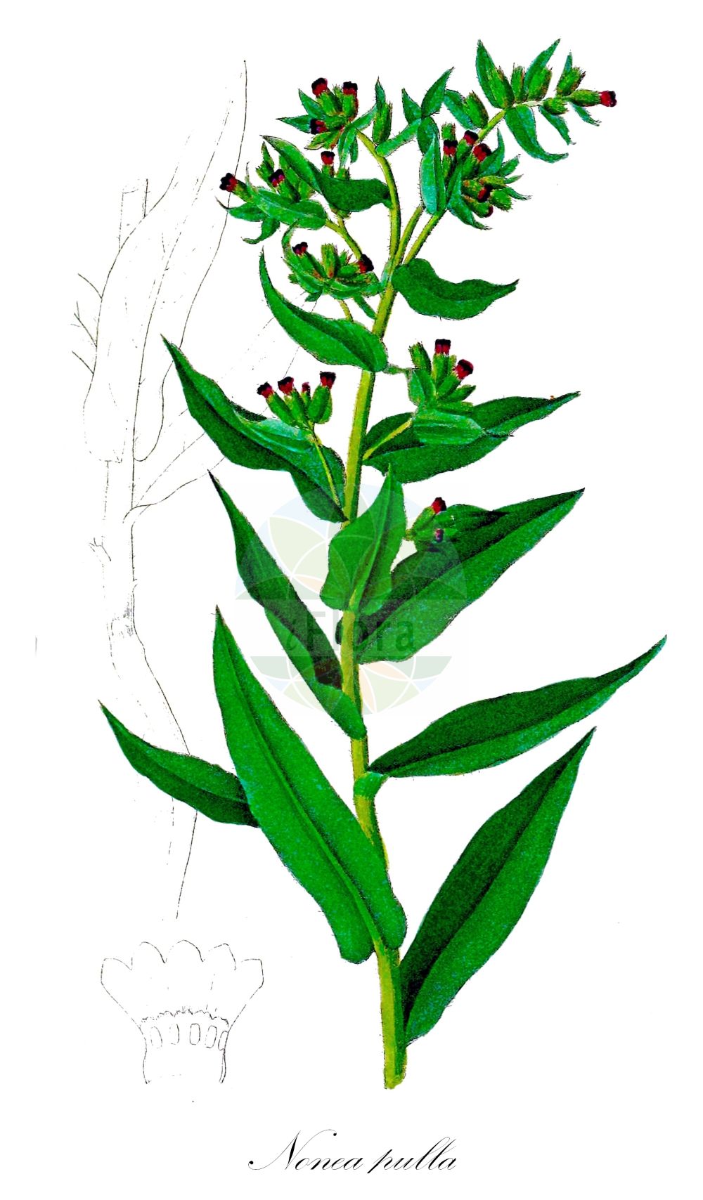 Nonea pulla - Boraginaceae,Plantae,Pteridobiotina,Angiosperms,Boraginales,Boraginaceae,Nonea,Nonea pulla,Anchusa licopsipula, Anchusa pulla, Anchusa tinctoria, Echioides ciliata, Lycopsis ampulosus, Lycopsis ciliata, Lycopsis pulla, Lycopsis pulla, Lycopsis vesicaria, Nonea atra, Nonea ciliata, Nonea erecta, Nonea lenkoranica, Nonea purpurea, Nonea stenantha, Nonea stenophylla, Onochilis pulla