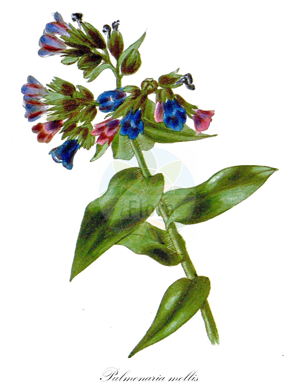 Pulmonaria mollis - Boraginaceae,Plantae,Pteridobiotina,Angiosperms,Boraginales,Boraginaceae,Pulmonaria,Pulmonaria mollis,Nonea auriculata, Pulmonaria auriculata, Pulmonaria media, Pulmonaria mollissima, Pulmonaria montana subsp. porciusii,Weiches Lungenkraut;Alpen-Lungenkraut;Eigentliches Weichblatt-Lungenkraut;Weichblättriges Lungenkraut;Alpines Weiches Lungenkraut;sticky lungwort;Pulmonaire molle;polmonaria molle;медуница волосистая;медуница легочница;медуница мягкая;медуница мягкопушистая;медунка мягчайшая;pulmonare;plučnjak mekani;mjuk lungört;miodunka miękkowłosa;mehkodlakavi pljučnik;bársonyos tüdőfű;plicník měkký;pľúcnik mäkký;медунка м'яка;мека медуница;великданче