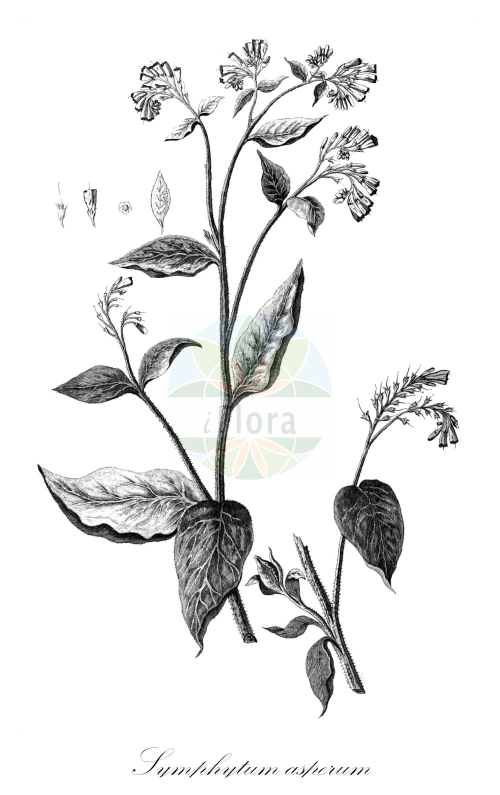 Symphytum asperum - Boraginaceae,Plantae,Pteridobiotina,Angiosperms,Boraginales,Boraginaceae,Symphytum,Symphytum asperum,Symphytum armeniacum, Symphytum asperrimum, Symphytum asperum var. armeniacum, Symphytum echinatum,Rauer Beinwell;Kaukasus-Comfrey;Raue Wallwurz;Rauher Beinwell;rough comfrey;Consoude rude;consoude hérissée;Consolida aspera;consolida rude;reuzen-kruisdistel;ruwe smeerwortel;окопник жесткий;kaba kafesotu;fodervallört;ru kulsukker;żywokost szorstki;érdeslevelű nadálytő;kostival drsný;kostival drsný;живокіст шорсткий;kare varemerohi;skarbā tauksakne;forvalurt;tarharaunioyrtti;šiurkščioji taukė