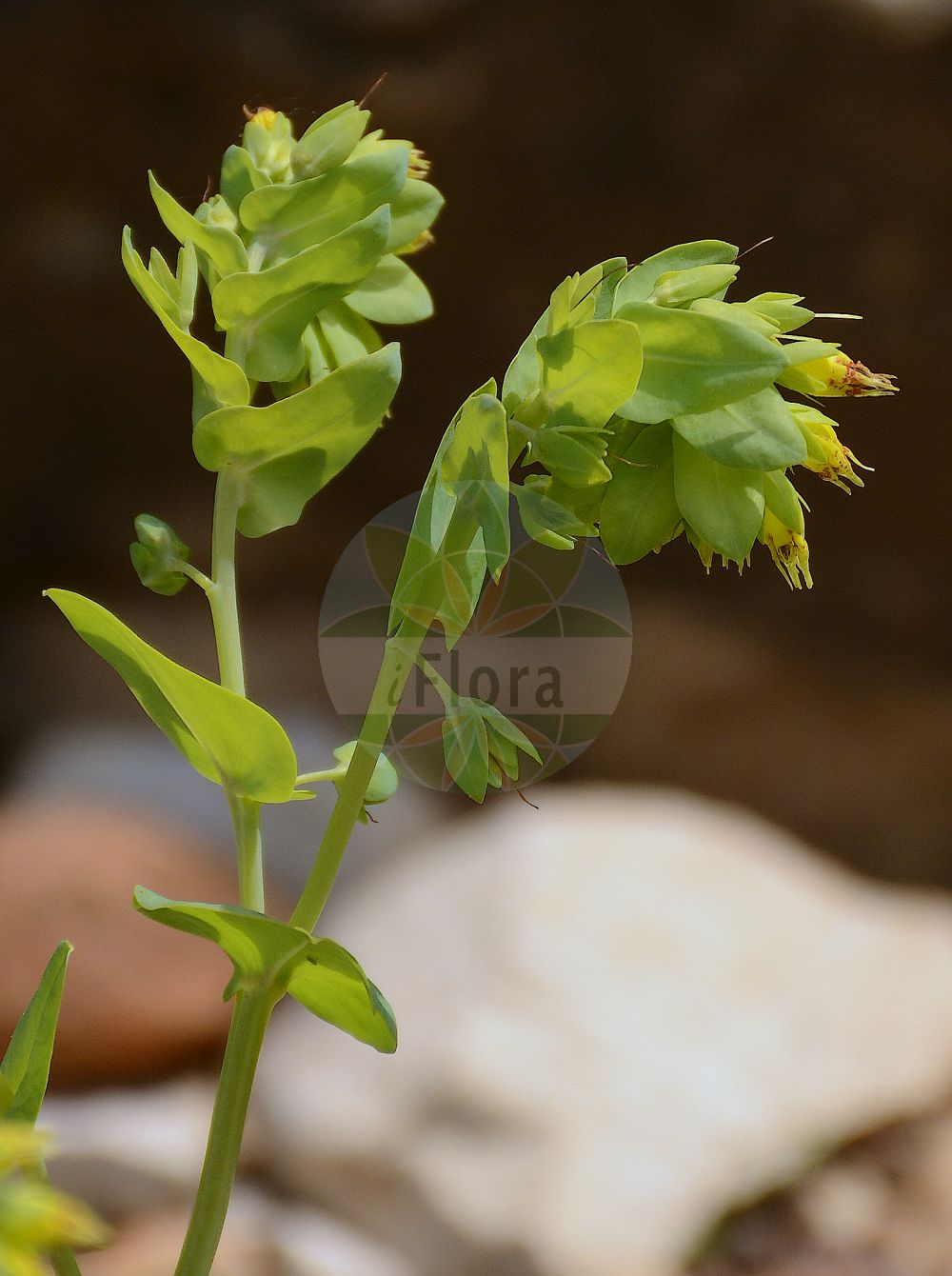 Cerinthe glabra - Boraginaceae,Plantae,Pteridobiotina,Angiosperms,Boraginales,Boraginaceae,Cerinthe,Cerinthe glabra,Cerinthe alpina, Cerinthe alpina subsp. velebitica, Cerinthe glabra subsp. caucasica, Cerinthe glabra subsp. pirinica, Cerinthe glabra subsp. pyrenaica, Cerinthe glabra var. pirinica, Cerinthe pyrenaica, Cerinthe suevica,Alpen-Wachsblume;Kahle Wachsblume;Mélinet des Alpes;cérinthe glabre;mélinet glabre;Erba vaiola alpina;cerinte alpina;cerinte glabra;erba-vajola alpina;восковник альпийский;восковник гладкий;восковник голый;çobansüzeği;qirinthë;gola visika;ośmiał alpejski;гол меденик