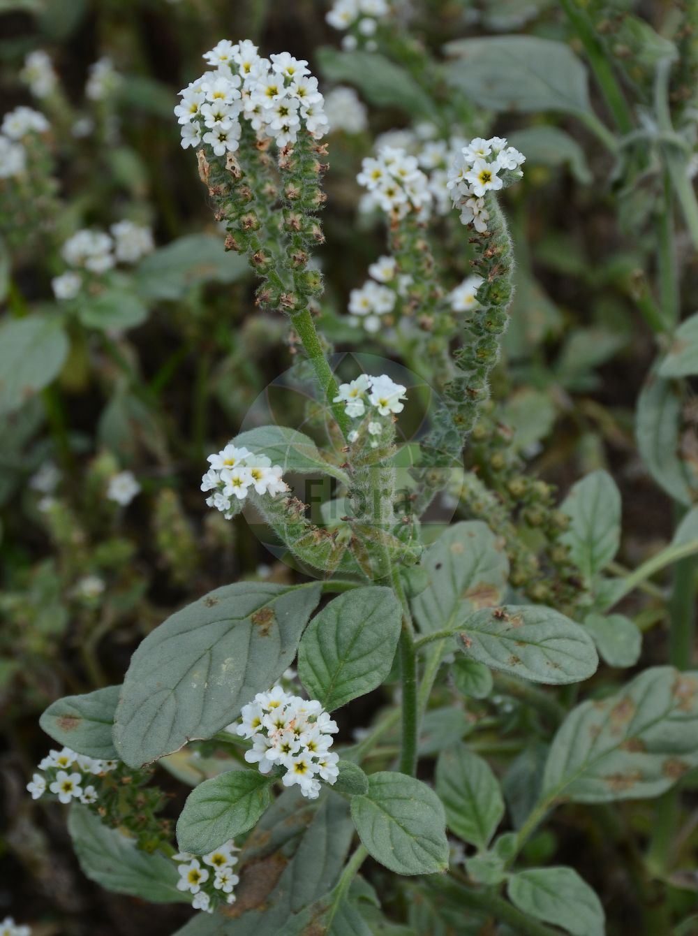Heliotropium europaeum - Boraginaceae,Plantae,Pteridobiotina,Angiosperms,Boraginales,Boraginaceae,Heliotropium,Heliotropium europaeum,Heliotropium majus,Europäische Sonnenwende;Sonnenwende;Sonnwendkraut;european turn-sole;caterpillar weed;common heliotrope;european heliotrope;heliotrope;Héliotrope d'Europe;héliotrope commun;herbe aux verrues;girasol;herbe de St Fiacre;héliotrope;herbe au soleil;herbe aux chancres;herbe de Saint Fiacre;tournesol;verrucaire;verrucaria;hierba verruguera;heliotropo común;heliotropo;heliotropo mayor;hierba cornuda;Eliotropio selvatico;eliotropio comune;erba porraja;erba porraia;eliotropio europeo;eliotropio maggiore;veniglia selvatica;purpuren droogbloem;europeese heliotroop;Europese heliotroop;erva-das-verrugas;tornassol;tornassol-com-pêlos;verrucária;verrucária-peluda;гелиотроп европейский;гелиотроп обманчивый;гелиотроп Стевена;akrep otu;bambul otu;dielldridhës;dielldridhës i Evropës;herba berruguera;europska bradavka;heliotrop europejski;heliotrop zwyczajny;navadna posončnica;európai kunkor;parlagi kunkor;otočník evropský;vanilie sălbatică;skrutec európsky;геліотроп зрадливий;Европейска подсунка;обикновена знойка;обични посунац;посунац;oketz-'akrav eiroppi;עֹקֶץ-עַקְרָב אֵירוֹפִּי;vanilja bajda;κοινό ηλιοτρόπιο