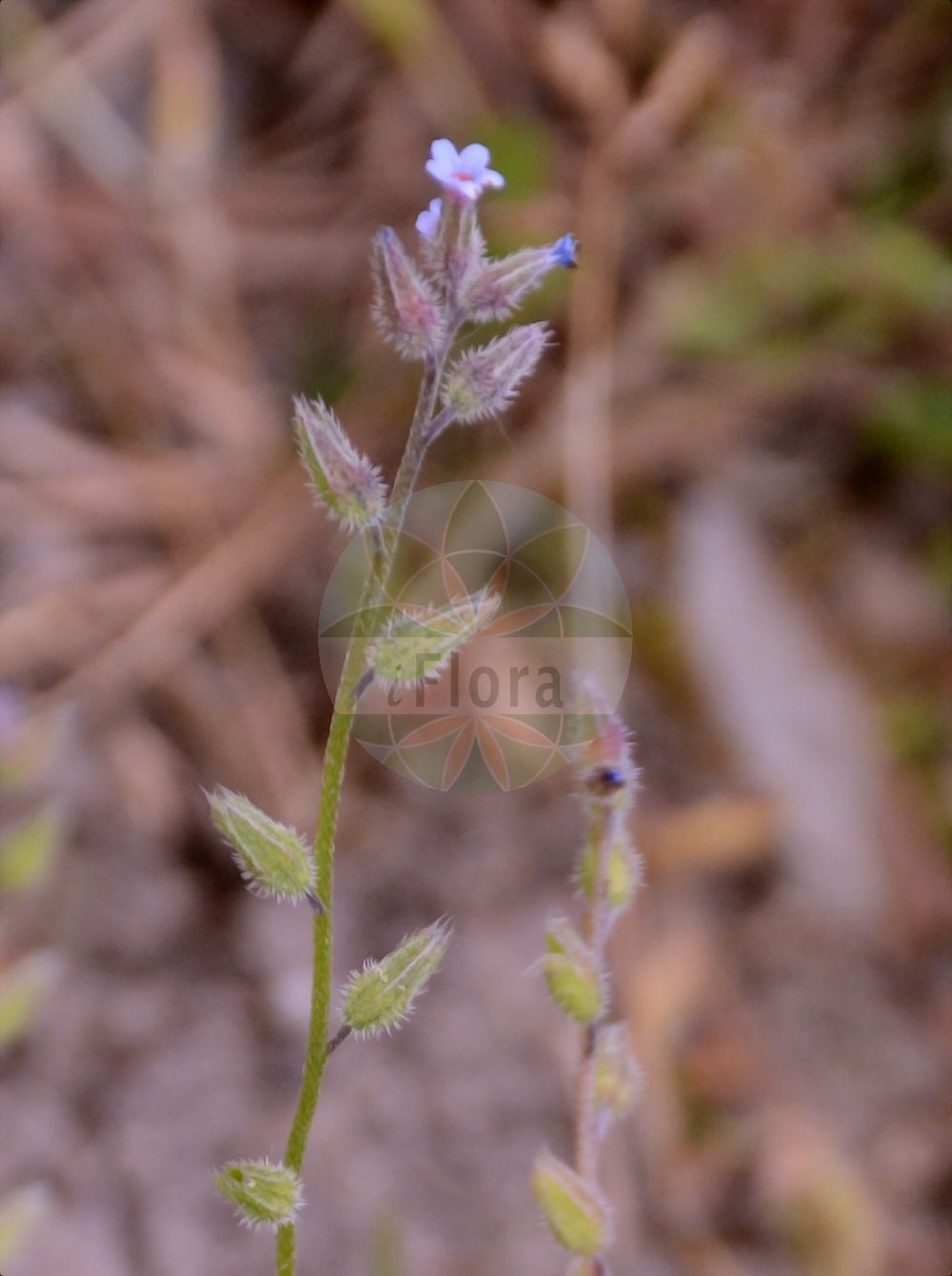 Myosotis discolor - Boraginaceae,Plantae,Pteridobiotina,Angiosperms,Boraginales,Boraginaceae,Myosotis,Myosotis discolor,Myosotis arvensis var. versicolor, Myosotis collina, Myosotis discolor subsp. discolor, Myosotis fallacina, Myosotis lutea var. versicolor, Myosotis versicolor,Eigentliches Buntes Vergissmeinnicht;Buntes Vergissmeinnicht;changing forget-me-not;changing scorpiongrass;grass forget-me-not;yellow-and-blue;yellow and blue scorpiongrass;Myosotis versicolore;myosotis à fleurs changeantes;myosotis à deux couleurs;myosotis discolore;no-me-olvides;nomeolvides;Nontiscordardimé cangiante;nontiscordardime cangiante;rapunzel-klokje;veelkleurig vergeet-mij-nietje;veelkleurig vergeet-mij-niet;orelha-de-rato;miosótis;não-me-esqueças;незабудка разноцветная;alacaboncuk;lulemiza i kodrës;miosotis groga;šarena potočnica;rapunkel-klocka;brokförgätmigej;bakke forglemmigej;forskelligfarvet forglemmigej;niezapominajka różnobarwna;pisana spominčica;tarka nefelejcs;pomněnka různobarvá;nezábudka pestrá;незабудка різнобарвна;kirju lõosilm;raibā neaizmirstule;perleforglemmegei;kirjolemmikki;споменак;dvispalvė neužmirštuolė