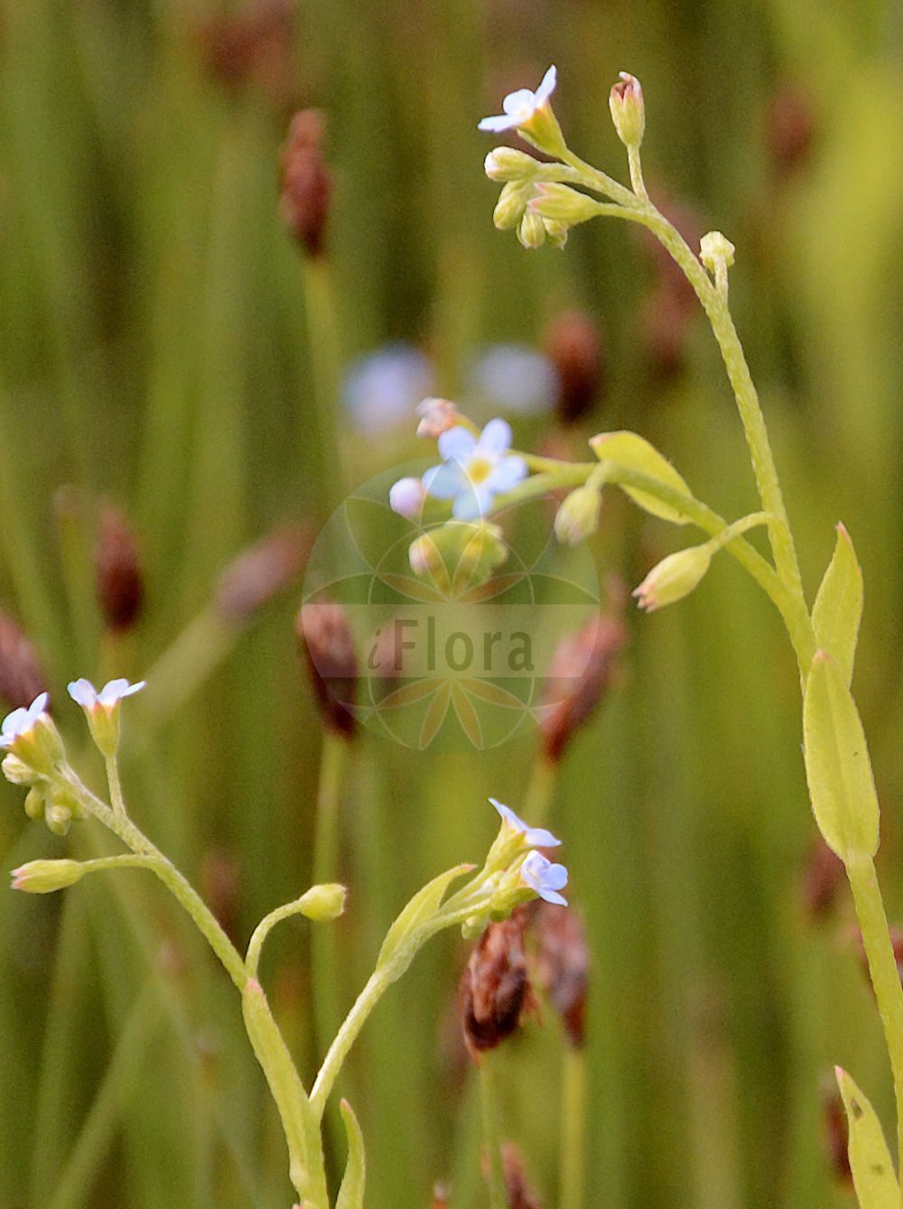 Myosotis nemorosa - Boraginaceae,Plantae,Pteridobiotina,Angiosperms,Boraginales,Boraginaceae,Myosotis,Myosotis nemorosa,Myosotis nemorosa subsp. orbelica, Myosotis orbelica, Myosotis palustris subsp. nemorosa, Myosotis palustris var. orbelica,Hain-Vergissmeinnicht;Scharfkantiges Sumpf-Vergissmeinnicht;Gebirgs-Vergissmeinnicht;woodland forget-me-not;Myosotis des bois;Nontiscordardimé a peli riflessi;nontiscordardimé dei boschi;незабудка дубравная;lulemizë;potočnica;kantförgätmigej;niezapominajka górska;gozdna spominčica;ligeti nefelejcs;pomněnka hajní;nezábudka hájna;незабудка дібровна;незабудка жорстка;обикновена незабравка
