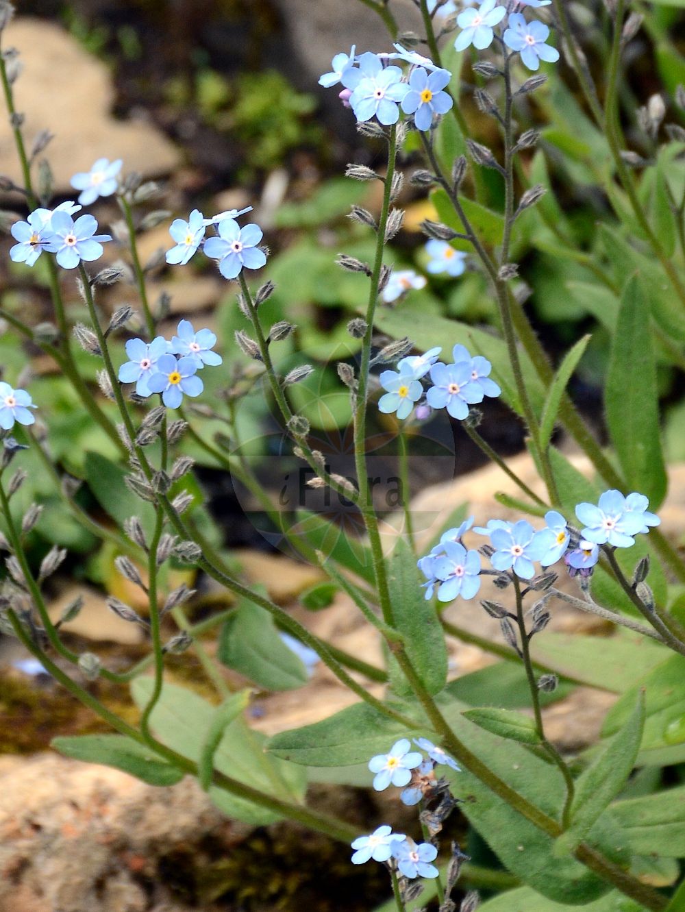 Myosotis alpestris - Boraginaceae,Plantae,Pteridobiotina,Angiosperms,Boraginales,Boraginaceae,Myosotis,Myosotis alpestris,Myosotis sylvatica subsp. alpestris, Myosotis sylvatica var. alpestris
