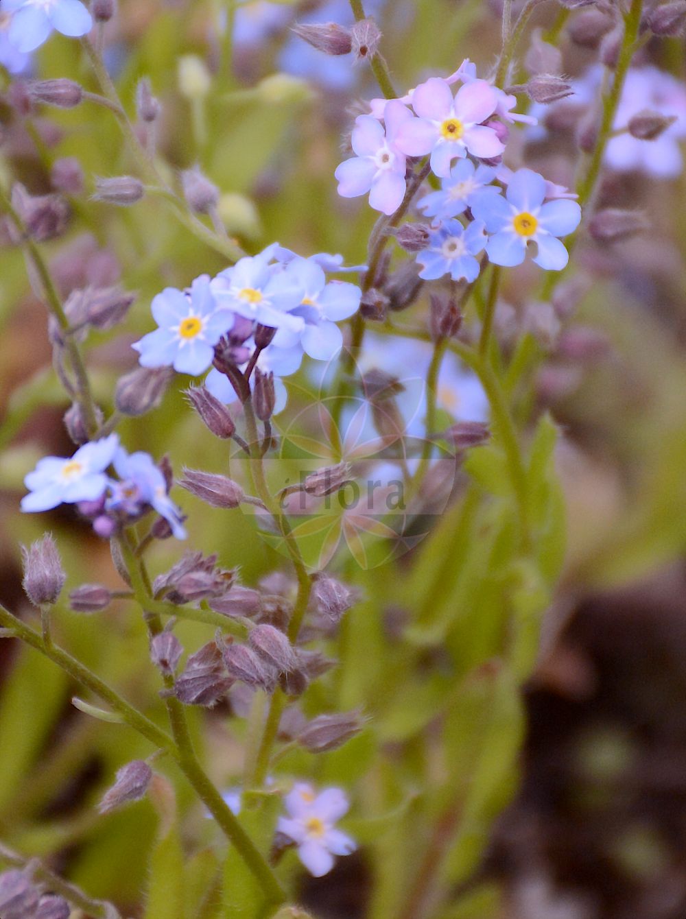 Myosotis sylvatica - Boraginaceae,Plantae,Pteridobiotina,Angiosperms,Boraginales,Boraginaceae,Myosotis,Myosotis sylvatica,Myosotis sylvatica f. sylvatica, Myosotis sylvatica var. sylvatica,Wald-Vergissmeinnicht;wood forget-me-not;woodland forget-me-not;Myosotis des forêts;myosotis des bois;ne-m'oubliez-pas;oreille de souris;Nontiscordardimé dei boschi;nontiscordardimé delle foreste;Pyrenese ooievaarsbek;bosvergeet-mij-nietje;bosvergeet-mij-niet;незабудка лесная;unutmabeni;lulemiza e pyllit;lulemizë;miosotis de bosc;šumska potočnica;pyramidale zenegroen;trädgårdsförgätmigej;skogsförgätmigej;skov-forglemmigej;niezapominajka leśna;gozdna spominčica;erdei nefelejcs;pomněnka lesní;nezábudka lesná;незабудка лісова;незабудка попова;горска незабравка;mets-lõosilm;meža neaizmirstule;skogforglemmegei;puistolemmikki;змијине очи;miškinė neužmirštuolė