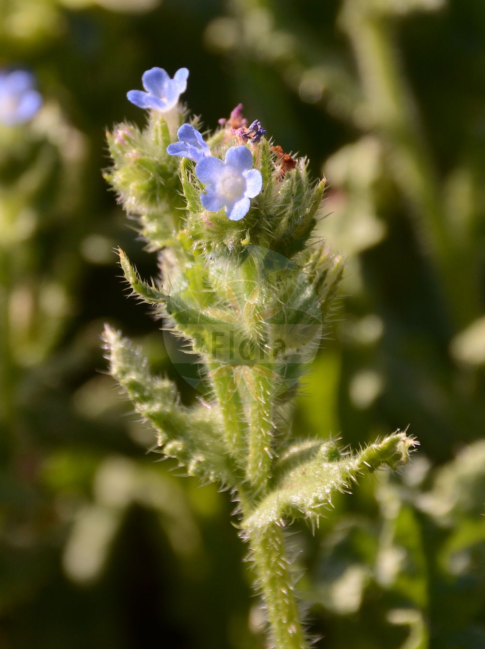 Anchusa arvensis - Boraginaceae,Plantae,Pteridobiotina,Angiosperms,Boraginales,Boraginaceae,Anchusa,Anchusa arvensis,Anchusa arvensis subsp. occidentalis, Buglossites arvensis, Echioides arvensis, Lycopsis arvensis,Acker-Ochsenzunge;Acker-Krummhals;Gewöhnlicher Acker-Krummhals;Krummhals;bugloss;common bugloss;small bugloss;wild bugloss;Buglosse des champs;lycopsis des champs;petite buglosse;face de loup;grippe des champs;petit buglosse;licopside de los campos;miel de avispas;Buglossa minore;buglossa selvatica;lingua di bove;buglossa dei campi;reuzen-margriet;reuzen-paardestaart;akkerkromhals;kleine ossetong;kromhals;buglossa;borrage;borragem;buglossa-do-norte;chupa-mel;erva-do-fígado;erva-sangue;língua-de-vaca;orcaneta;воловик полевой;анхуза полевая;кривоцвет полевой;gjuhëlope;ancusa arvense;poljski volujak;fårtunga;rast;krumhals;farbownik polny;krzywoszyj polny;njivska zavratnica;farkasszem;prlina rolní;pŕhlica roľná;кривоцвіт польовий;полско винче;karukeel;tīruma aitene;krokhals;peltorasti;dirvinis godulis