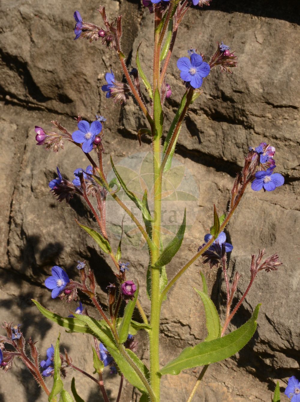Anchusa azurea - Boraginaceae,Plantae,Pteridobiotina,Angiosperms,Boraginales,Boraginaceae,Anchusa,Anchusa azurea,Anchusa amoena, Anchusa biceps, Anchusa italica, Anchusa lucida, Anchusa macrophylla, Anchusa paniculata, Buglossum amoenum, Buglossum caeruleum, Buglossum elatum, Buglossum italicum, Buglossum paniculatum, Buglossum vulgare, Lycopsis macrophylla,Italienische Ochsenzunge;garden anchusa;italian alkanet;italian bugloss;large blue alkanet;Buglosse d'Italie;bourrache bâtarde;grande buglosse;buglosse;fausse bourrache;langue de bœuf;argamula;buglosa;lenguaza;melera;alcalcuces;chupamieles;lengua de buey;lengua de vaca;Buglossa azzurra;buglossa volgare;lingua buona;lingua di bove;buglossa italiana;rev-fingerört;Italianse ossetong;Italiaanse ossetong;lingua-de-vaca;buglossa;borragem-bastarda;erva-do-fígado;erva-sangue;língua-de-vaca;orcaneta;анхуза итальянская;анхуза лазоревая;воловик итальянский;воловик лазоревый;sığırdili;gjuhëlope;buglossa blava;modri volujak;farbownik lazurowy;modri volovski jezik;olasz atracél;pilát modrý;limba-boului;miruţă;miruta mare;smohla modrá;воловик італійський;лазурно винче;leshon=par italkit;לְשׁוֹן-פַּר אִיטַלְקִית;lsien il-fart ikħal