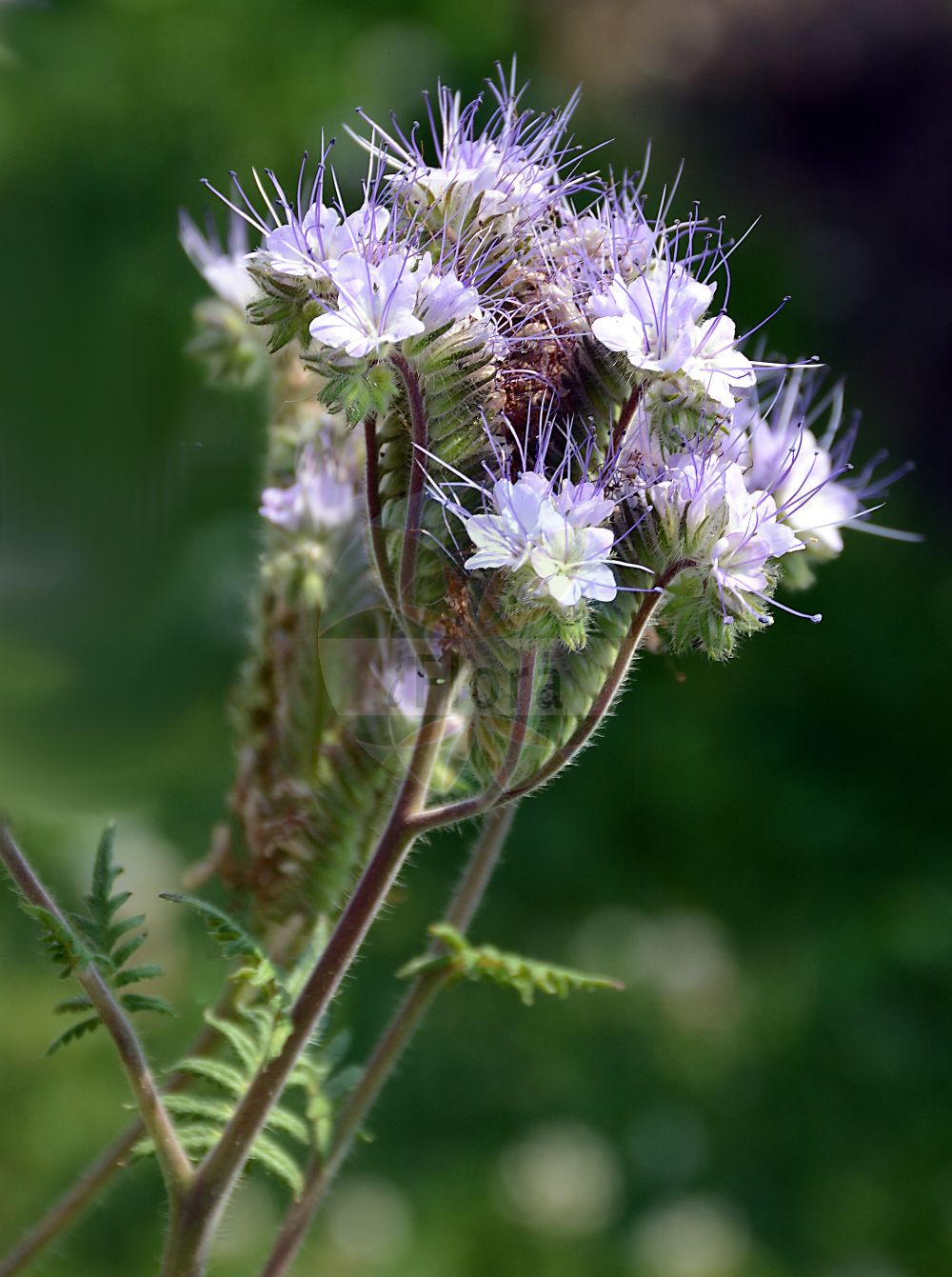 Phacelia tanacetifolia - Boraginaceae,Plantae,Pteridobiotina,Angiosperms,Boraginales,Boraginaceae,Phacelia,Phacelia tanacetifolia,Phacelia commixta, Phacelia tanacetifolia var. pseudodistans, Phacelia tripinnata,Büschelschön;Büschelblume;Rainfarn-Büschelschön;phacelia;california bluebell;tansy phacelia;lacy phacelia;Phacélie à feuilles de tanaisie;facelia tanacetifolia;Phacelia;facelia;phacelia con foglie di tanaceto;phacelia;фаселия пижмолистная;фаселия рябинолистная;arıballığı;facelie;facelija;purper parelzaad;honungsfacelia;facelia błękitna;facelia mniejsza;facelia wrotyczolistna;méhvirág;svazenka vratičolistá;facélia vratičolistá;sväzenka vratičolistá;фацелія пижмолиста;грапаволистна фаселия;harilik keerispea;parastā facēlija;vanlig honningurt;aitohunajakukka;фацелија;bitenė facelija