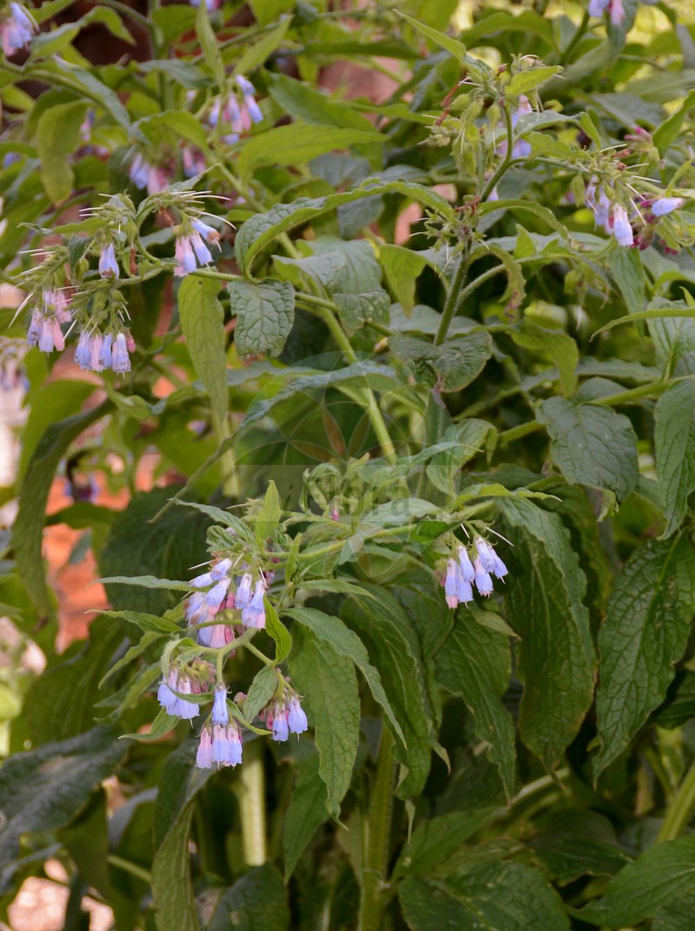 Symphytum × uplandicum - Boraginaceae,Plantae,Pteridobiotina,Angiosperms,Boraginales,Boraginaceae,Symphytum,Symphytum × uplandicum,Symphytum coeruleum, Symphytum coeruleum, Symphytum densiflorum, Symphytum discolor, Symphytum lilacinum, Symphytum uplandicum f. coeruleum, Symphytum uplandicum f. densiflorum, Symphytum uplandicum f. discolor, Symphytum uplandicum f. lilacinum