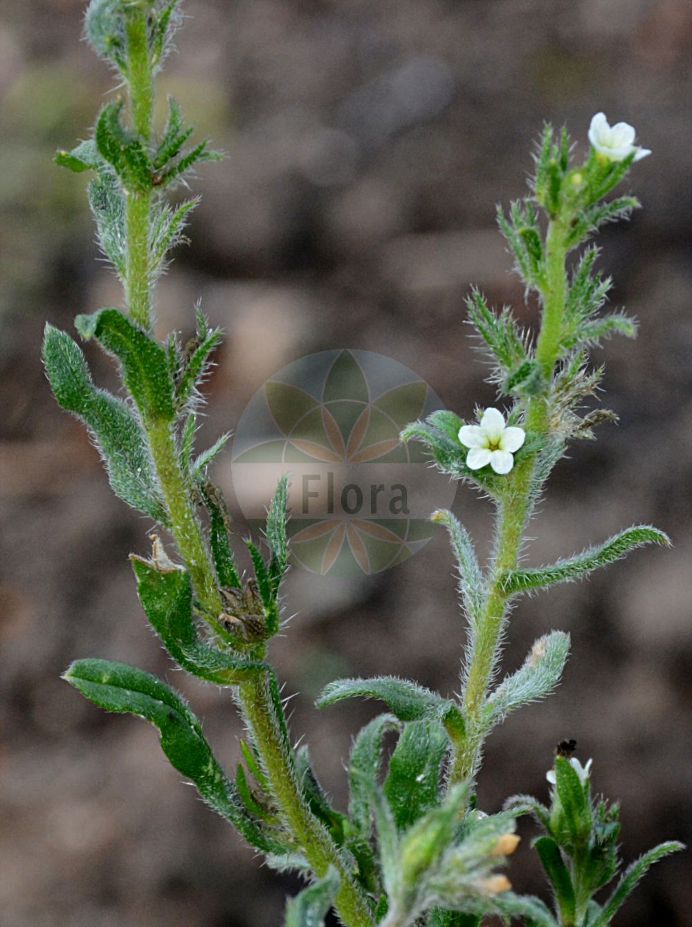 Buglossoides arvensis - Boraginaceae,Plantae,Pteridobiotina,Angiosperms,Boraginales,Boraginaceae,Buglossoides,Buglossoides arvensis,Aegonychon arvense, Buglossoides arvensis f. cyanea, Lithospermum arvense, Lithospermum bicolor, Lithospermum medium, Lithospermum minus, Lithospermum rochelii, Lithospermum rugosum, Margarospermum arvense, Rhytispermum arvense, Rhytispermum medium,Acker-Rindszunge;Acker-Steinsame;Bläulicher Acker-Steinsame;Gewöhnlicher Acker-Steinsame;field gromwell;bastard alkanet;corn gromwell;pigeonweed;Grémil des champs;buglosse des champs;charrée;nivelle sauvage;chérie;abremanos;onoquiles;borraja silvestre;esperons de gat;mijo del sol agreste;pata de cabra;yuyo moro;mijo de sal;aljofor;ensortijada;mijo del sol;Erba perla minore;Strigolo selvatico;erba-perla minore;migliarino dei campi;ruw parelzaad;буглосойдес полево;воробейник полевой;tarla taşkeseni;buglosoide;kokërruja e arave;mill del sol petit;bijela biserka;sminkrot;ager-stenfrø;nawrot polny;inu-murasaki;イヌムラサキ;njivko ptičje seme;mezei gyöngyköles;kamejka rolní;mărgeluşă;kamienka roľná;буглосоїдес польовий;полска белоочица;полско врабчово семе;põld-rusuvars;tīruma brūnsēkle;legesteinfrø;peltorusojuuri;дивља проја;пољска бисерка;пољско врапсеме;gal'init hassadeh;גַּלְעִינִית הַשָּׂדֶה;dirvinis graivas