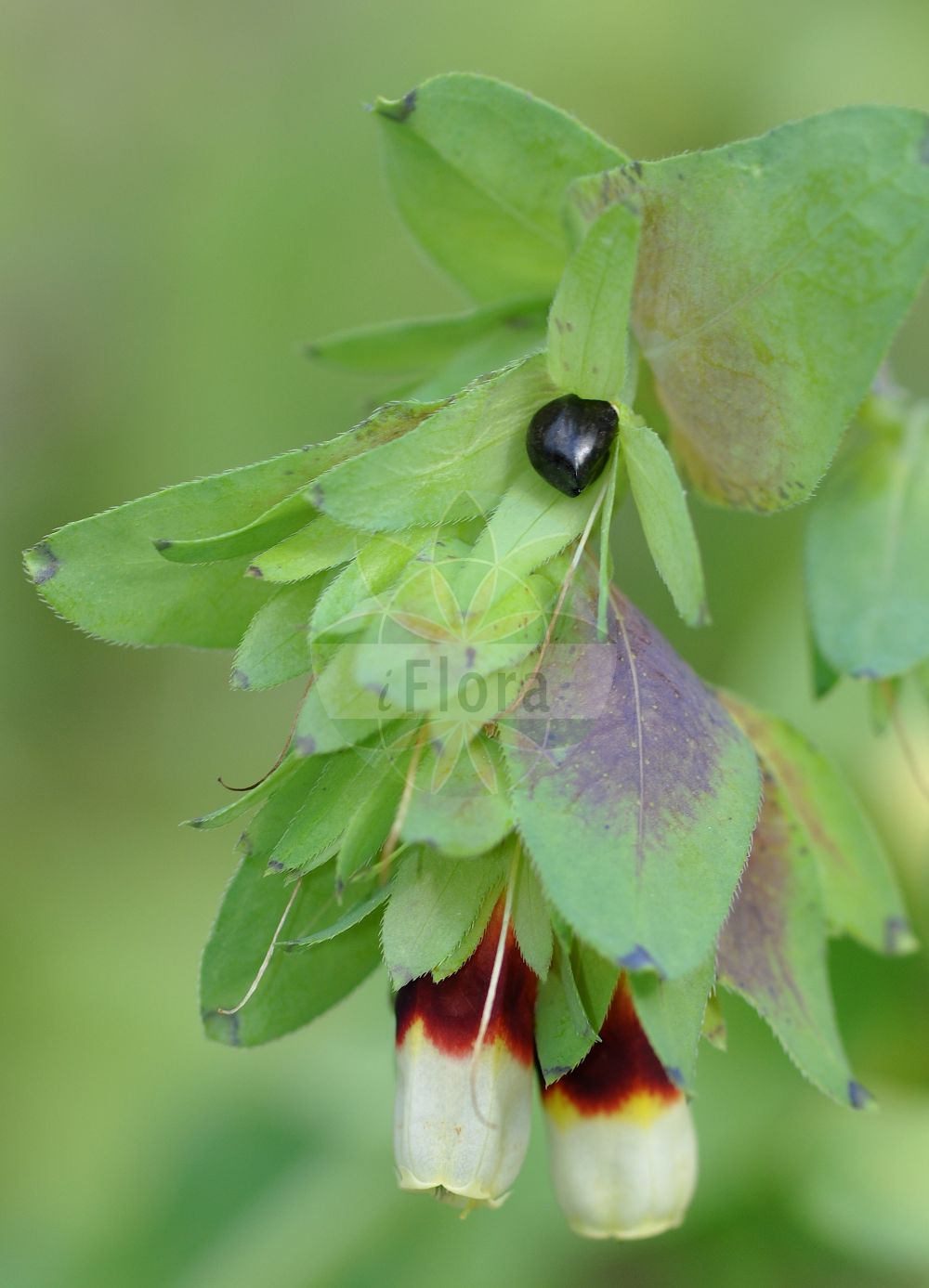 Cerinthe major - Boraginaceae,Plantae,Pteridobiotina,Angiosperms,Boraginales,Boraginaceae,Cerinthe,Cerinthe major,Ceranthe acuta, Cerinthe acuta, Cerinthe alpina, Cerinthe aperta, Cerinthe aspera, Cerinthe glabra subsp. longiflora, Cerinthe glauca, Cerinthe gymnandra, Cerinthe gymnandra, Cerinthe gymnandra var. iberica, Cerinthe gymnandra var. macrosiphon, Cerinthe gymnandra var. quichiotis, Cerinthe longiflora, Cerinthe major subsp. elegans, Cerinthe major subsp. gymnandra, Cerinthe major var. elegans, Cerinthe major var. gymnandra, Cerinthe strigosa, Cerinthe versicolor,Große Wachsblume;mélinet;grand mélinet;mélinet à étamines denudées;mélinet à étamines saillantes;mélinet majeur;mélinet rude;palomera;escarapela;ceriflor;nebulosa;chupamel;escarapelada;erba vajola;cerinta;erba-tortora;erba-vajola maggiore;scarlattina;succiamele;flor-mel;chupa-mel;chucha-mel;chupa-mel-branco;chupa-mel-roxo;восковник большой;воскоцветник большой;вощанка большая;alacakız;qirinthë;herba rasposa;velika visika;voskovka větší;pidosnic;voskovka väčšia;меденик;qniepen;κερίνθη