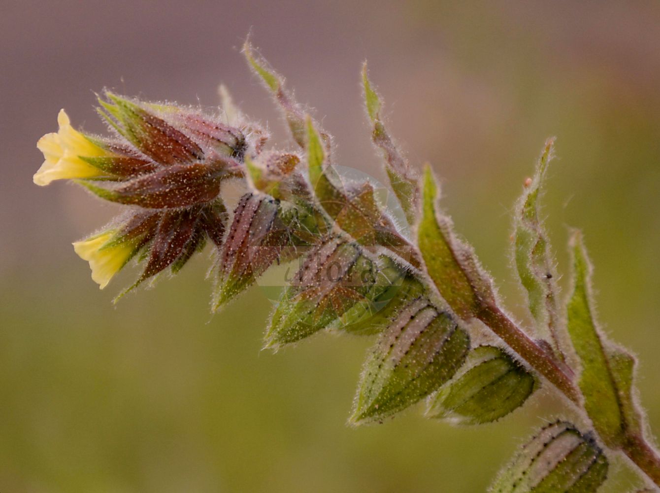 Nonea lutea - Boraginaceae,Plantae,Pteridobiotina,Angiosperms,Boraginales,Boraginaceae,Nonea,Nonea lutea,Anchusa divaricata, Anchusa dubia, Anchusa lutea, Anchusa lycopsidis, Anchusa orientalis, Asperugo divaricata, Lycopsis lutea,Gelbes Mönchskraut;Nonnée jaune;nonée jaune;Nonnea gialla;monnikskruid;дурнушка жёлтая;нонея бледно-жёлтая;нонея жёлтая;saman sormuğu;žuta srdovica;zapłonka żólta;zapłonka brunatna;sárga apácavirág;pipla žlutá;ostreň žltý;куряча сліпота жовта;куряча сліпота звичайна