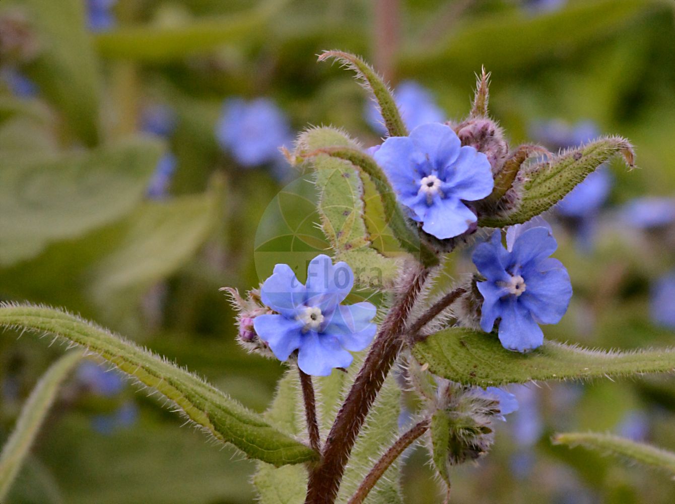 Pentaglottis sempervirens - Boraginaceae,Plantae,Pteridobiotina,Angiosperms,Boraginales,Boraginaceae,Pentaglottis,Pentaglottis sempervirens,Anchusa adamii, Anchusa sempervirens, Anchusa vulgaris, Buglossa sempervirens, Buglossum sempervirens, Caryolopha sempervirens, Omphalodes sempervirens,Immergrüne Fünfzunge;Ausdauernde Ochsenzunge;Grüne Ochsenzunge;Fünfzunge;green alkanet;buglosse toujours verte;pentaglottis toujours verte;buglosa;cinco lenguas;consuelda;lechuga de caballo;lengua de buey;lenguaza fresca;melera;buglossa ovata;overblijvende ossentong;olho-de-gato;пентаглоттис вечнозелёный;hästtunga;femtunge;pilátka vždyzelená
