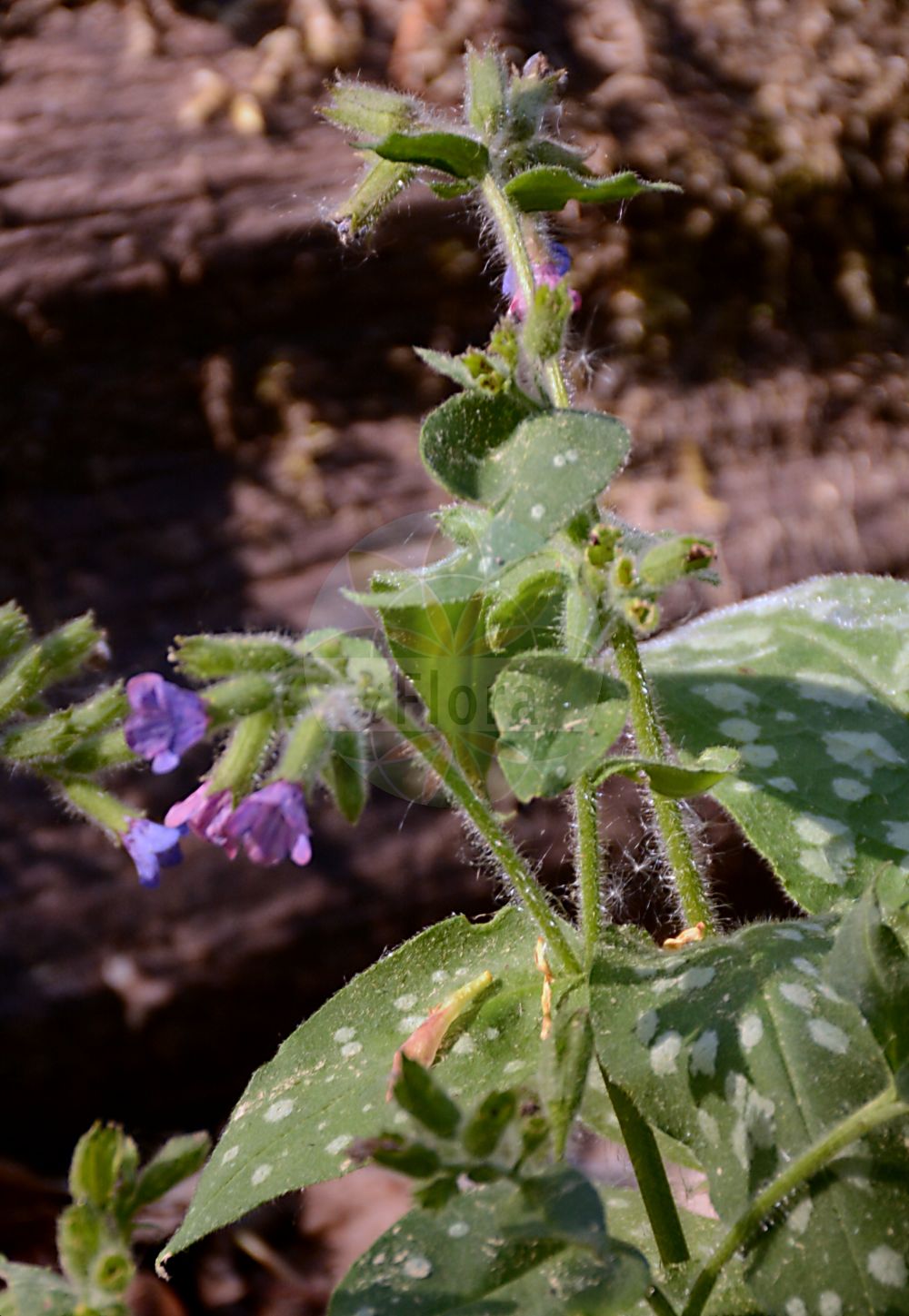 Pulmonaria stiriaca - Boraginaceae,Plantae,Pteridobiotina,Angiosperms,Boraginales,Boraginaceae,Pulmonaria,Pulmonaria stiriaca,Steirisches Lungenkraut;pulmonaire de Styrie;pulmonaire della Stiria;plućnjak;štajerski pljučnik