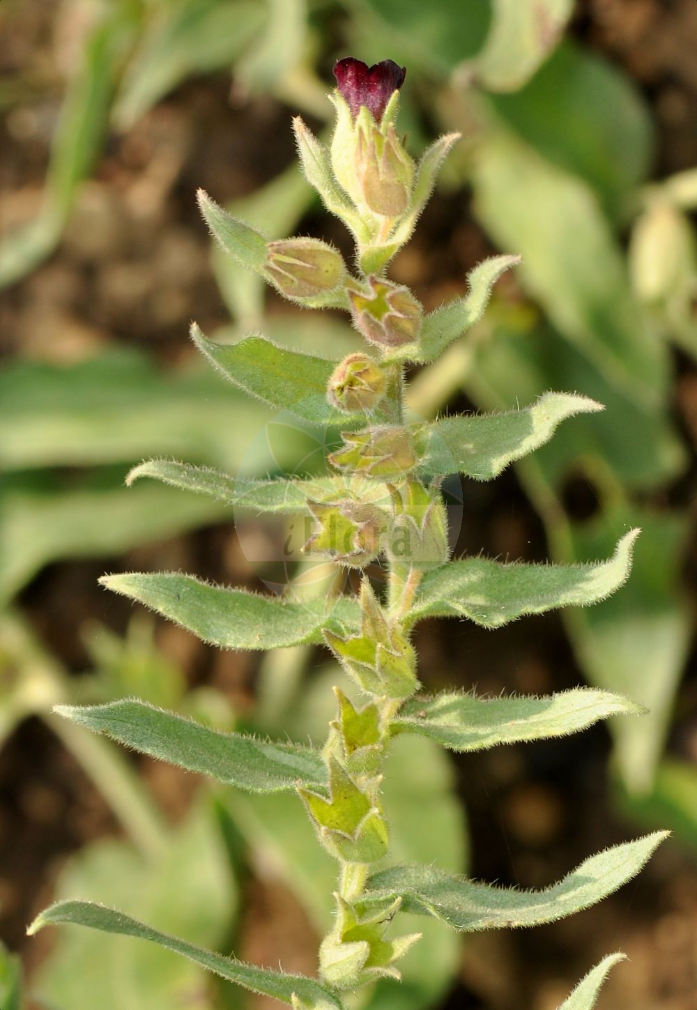 Nonea pulla - Boraginaceae,Plantae,Pteridobiotina,Angiosperms,Boraginales,Boraginaceae,Nonea,Nonea pulla,Anchusa licopsipula, Anchusa pulla, Anchusa tinctoria, Echioides ciliata, Lycopsis ampulosus, Lycopsis ciliata, Lycopsis pulla, Lycopsis pulla, Lycopsis vesicaria, Nonea atra, Nonea ciliata, Nonea erecta, Nonea lenkoranica, Nonea purpurea, Nonea stenantha, Nonea stenophylla, Onochilis pulla