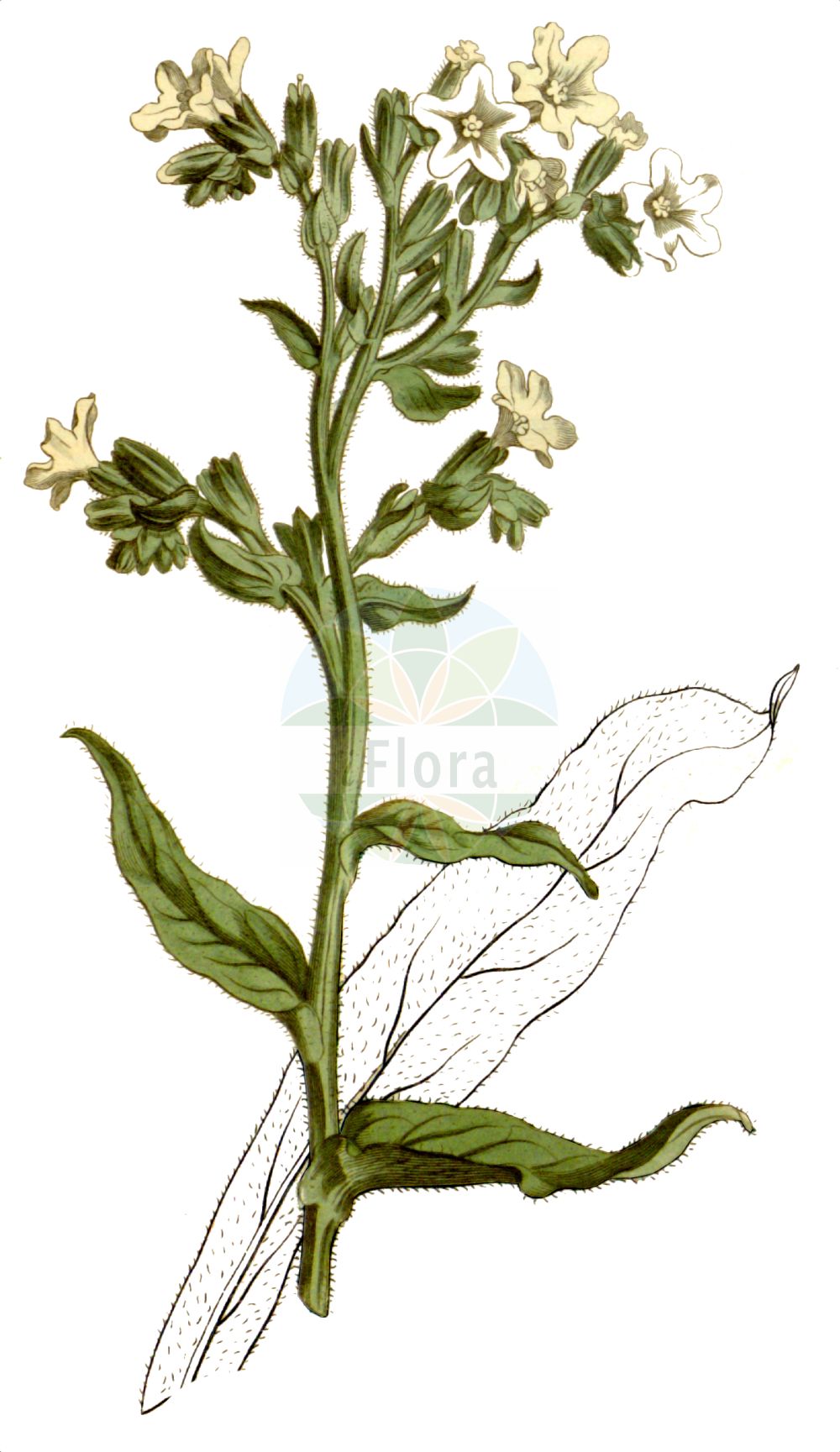 Anchusa ochroleuca - Boraginaceae,Plantae,Pteridobiotina,Angiosperms,Boraginales,Boraginaceae,Anchusa,Anchusa ochroleuca,Anchusa angustifolia, Anchusa azurea, Anchusa canescens, Anchusa ciliata, Anchusa exasperata, Anchusa intermedia, Anchusa linearifolia, Anchusa popovii, Anchusa sabulosa, Anchusa undulata, Anchusa versicolor,Gelbe Ochsenzunge;buglosse jaunâtre;buglossa giallastra;geelwitte ossentong;анхуза бледножёлтая;анхуза жёлтобелая;воловик светло-жёлтый;vajszínű atracél;miruța galbenă;smohla žltkavá;воловик попова;жълтеникаво паче гнездо