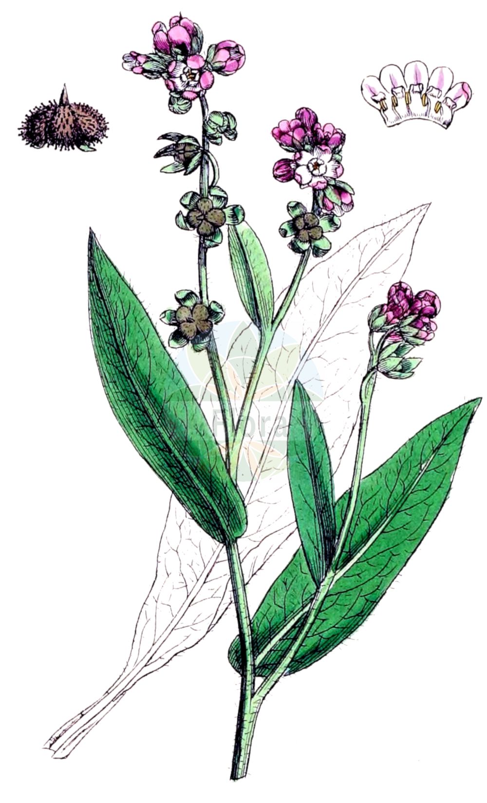 Cynoglossum montanum - Boraginaceae,Plantae,Pteridobiotina,Angiosperms,Boraginales,Boraginaceae,Cynoglossum,Cynoglossum montanum,Cynoglossum hungaricum, Cynoglossum montanum var. asiaticum, Cynoglossum parvifolium, Cynoglossum rotatum, Cynoglossum teheranicum, Cynoglossum virens, Cynoglossum virginicum,Ungarische Hundszunge;Berg-Hundszunge;dağ köpekdili;gjuhëqen;pasji jezik;magyar ebnyelvfű;užanka uherská;планинска наумка;leshon-kelev hararit;לְשׁוֹן=כֶּלֶב הֲרָרִית