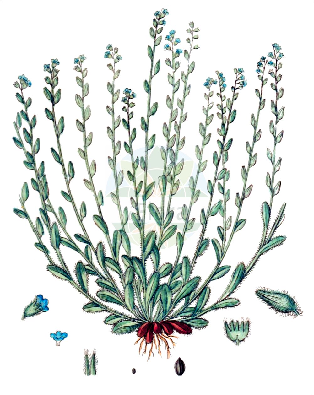 Myosotis arvensis - Boraginaceae,Plantae,Pteridobiotina,Angiosperms,Boraginales,Boraginaceae,Myosotis,Myosotis arvensis,Echioides annua, Myosotis intermedia, Myosotis scorpioides var. arvensis