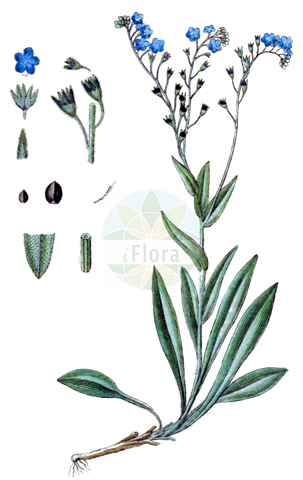 Myosotis alpestris - Boraginaceae,Plantae,Pteridobiotina,Angiosperms,Boraginales,Boraginaceae,Myosotis,Myosotis alpestris,Myosotis sylvatica subsp. alpestris, Myosotis sylvatica var. alpestris