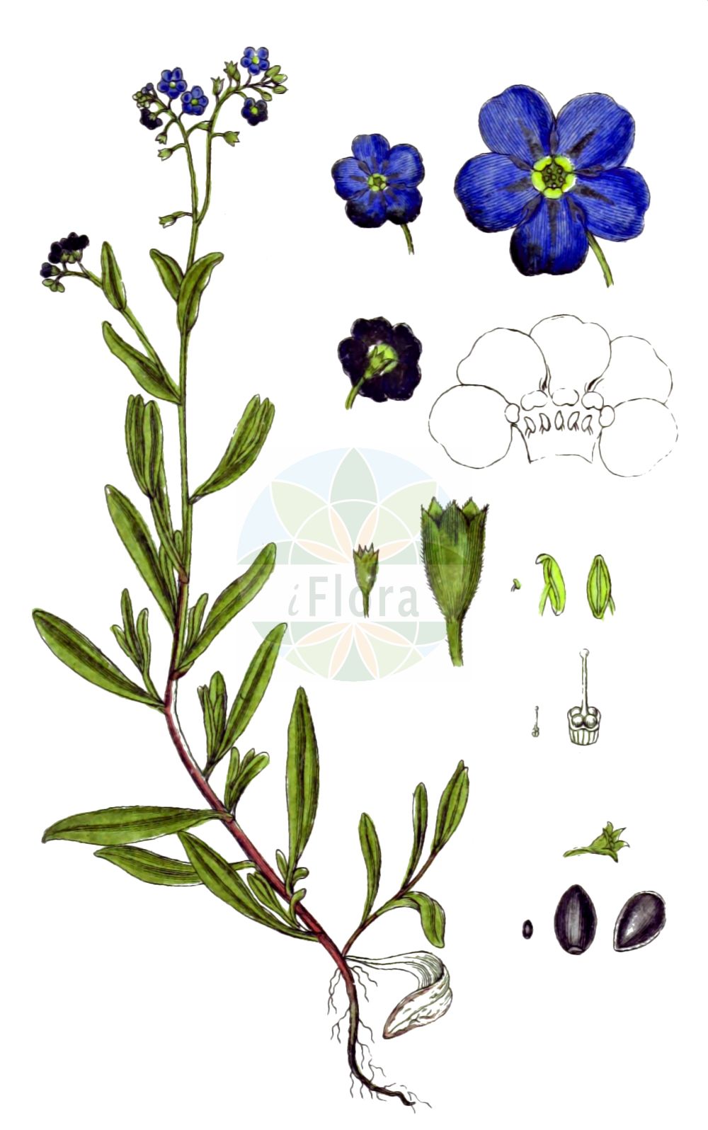 Myosotis scorpioides - Boraginaceae,Plantae,Pteridobiotina,Angiosperms,Boraginales,Boraginaceae,Myosotis,Myosotis scorpioides,Echioides palustris, Echioides perennis, Myosotis palustris, Myosotis scorpioides var. palustris,Sumpf-Vergissmeinnicht;Gewöhnliches Sumpf-Vergißmeinicht;Großblütiges Sumpf-Vergißmeinicht;water forget-me-not;true forget-me-not;spring forget-me-not;Myosotis des marais;myosotis faux-scorpion;aimez-moi;herbe grasse;myosotis faux scorpion;myosotis scorpioïde;ne-m'oubliez-pas;oreille de rat;oreille de souris;plus-je-te-vois-plus-je-t'aime;scorpione de marais;souvenez-vous-de-moi;miosotis de agua;nomeolvides de agua;nomeolvides;Nontiscordardimé delle paludi;scorpiona di padule;miosotide palustre;non-ti-scordar-di-me di palude;rams-lök;moerasvergeet-mij-nietje;moerasvergeet-mij-niet;незабудка болотная;незабудка скорпионовидная;lulemiza e moçaleve;lulemizë;miosotis palustre;močvarna potočnica;äkta förgätmigej;eng-forglemmigej;niezapominajka błotna;wasurenagusa;ワスレナグサ;močvirska spominčica;mocsári nefelejcs;pomněnka bahenní;nezábudka močiarna;незабудка болотна;блатна незабравка;soo-lõosilm;purva neaizmirstule;engforglemmegei;meriluhtalemmikki;engjamunablóm;обични споменак;споменак;pelkinė neužmirštuolė