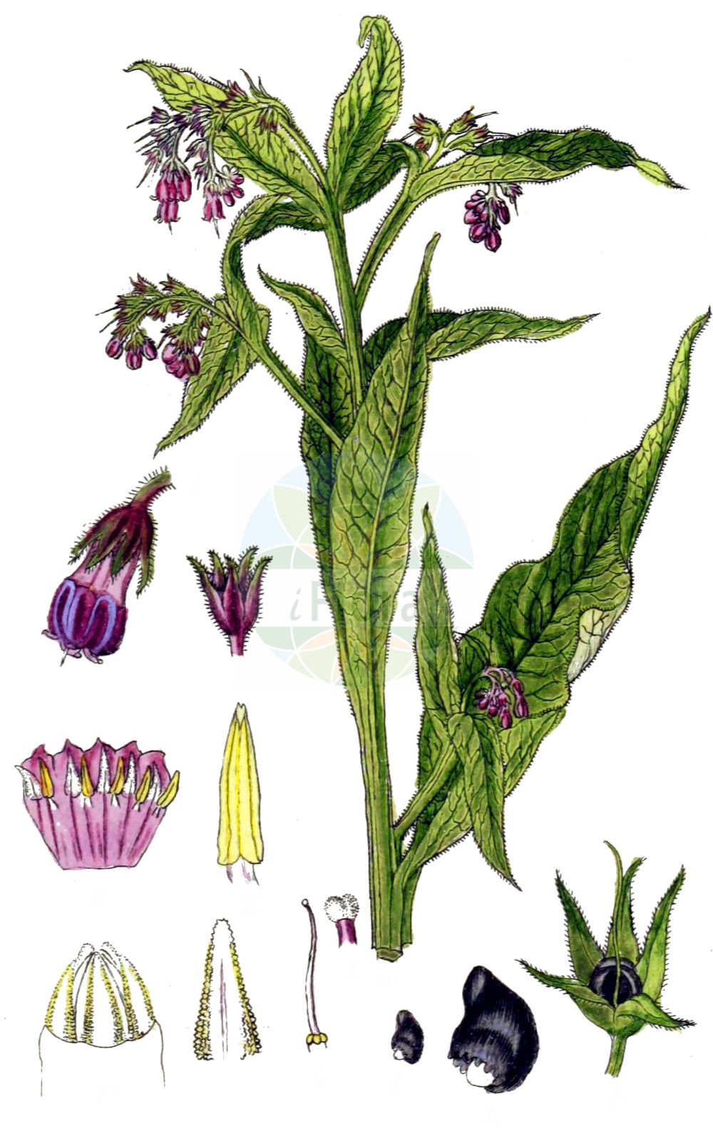 Symphytum officinale - Boraginaceae,Plantae,Pteridobiotina,Angiosperms,Boraginales,Boraginaceae,Symphytum,Symphytum officinale,Consolida major, Consolida major, Symphytum album, Symphytum ambiguum, Symphytum besseri, Symphytum bohemicum, Symphytum commune, Symphytum consolida, Symphytum elatum, Symphytum majus, Symphytum microcalyx, Symphytum molle, Symphytum patens, Symphytum peregrinum, Symphytum rakosiense, Symphytum stenophyllum,Gewöhnlicher Beinwell;Böhmischer Beinwell;Sumpf-Beinwell;Echte Wallwurz;Weißgelber Beinwell;Arznei-Beinwell;Wasser-Beinwell;Wallwurz;Offizineller Beinwell;Schwarzwurz;common comfrey;Consoude officinale;grande consoude;langue de vache;confée;conflée;consyre;grande consyre;herbe à la coupure;herbe aux charpentiers;oreille d'âne;oreilles de vache;pecton;consuelda mayor;sinfito mayor;hierba de las cortaduras;oreja de asno;ricasuelda;sínfito;sínfito mayor;suelda;suelda consuelda;Consolida maggiore;simfito;alo;erba di San Lorenzo;naro;orecchia d'asino;sinfito;smeerwortel;gewone smeerwortel;consolida-maior;consolda;consólida-maior;grande-consolde;orelhas-de-asno;окопник богемский;окопник бродячий;окопник чужеземный;окопник чужеродный;окопник лекарственный;karakafesotu;kufilma mjekesëre;kufilmë;consolda major;ljubičasti gavez;reuzen-kalebas;äkta vallört;læge-kulsukker;żywokost czeski;żywokost lekarski;hirehari-sô;hirenorisô;konfuri;コンフリ;ヒレノリソゥ;ヒレハリソウ;navadni gabez;fekete nadálytő;kostival český;kostival lékařský;tănăneasă;kostihoj lekársky;живокіст богемський;живокіст попова;живокіст лікарський;черен оман;harilik varemerohi;ārstniecības tauksakne;valurt;tummarohtoraunioyrtti;обични гавез;vaistinė taukė;φαρμακευτικό στεκούλι;jù hé cǎo;聚合草