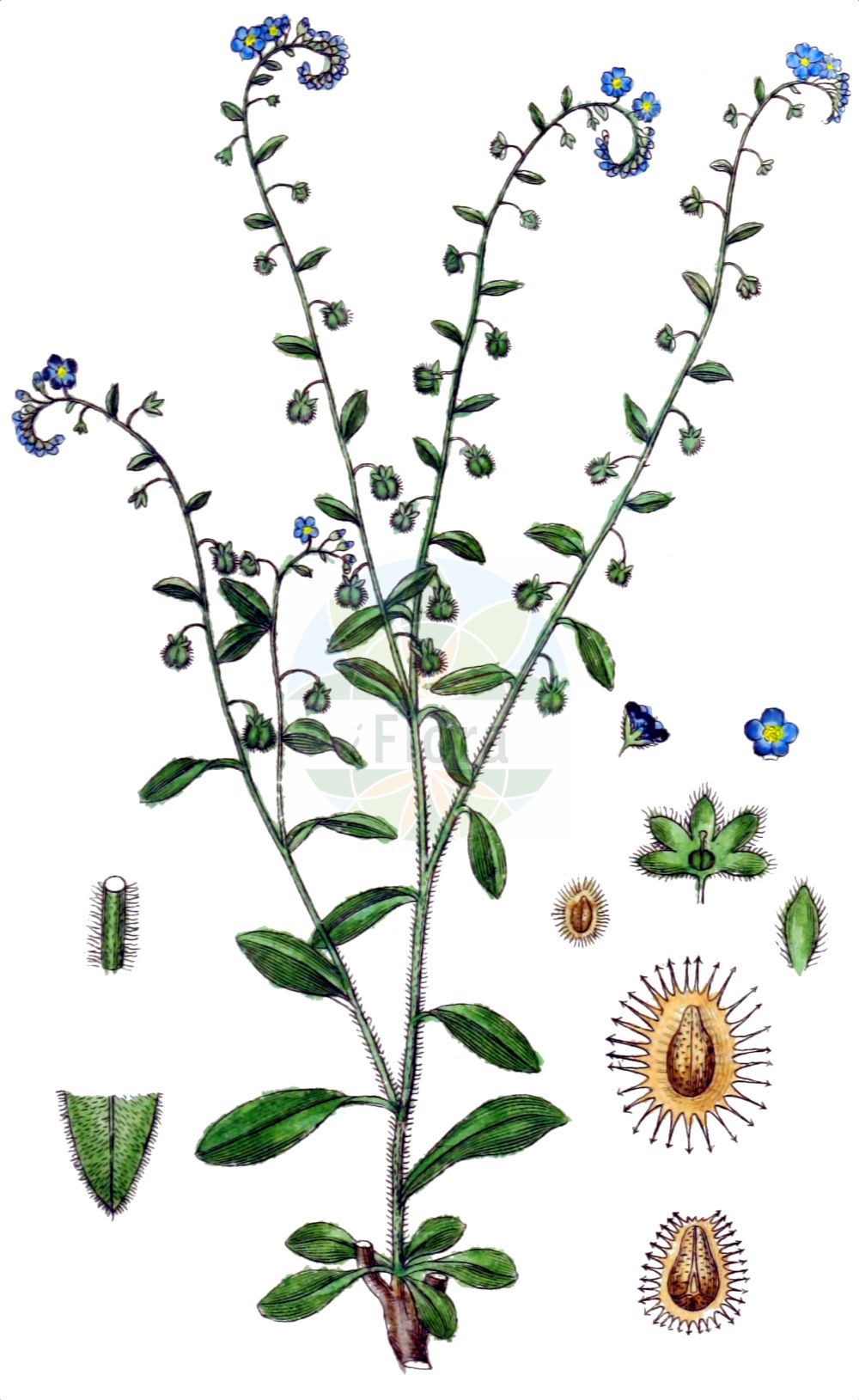 Hackelia deflexa - Boraginaceae,Plantae,Pteridobiotina,Angiosperms,Boraginales,Boraginaceae,Hackelia,Hackelia deflexa,Cynoglossospermum deflexum, Cynoglossum deflexum, Echinospermum deflexum, Echinospermum matsudairai, Echinospermum pyrenaicum, Echinospermum secundum, Eritrichium deflexum, Hackelia deflexa var. deflexa, Hackelia matsudairae, Hackelia matsudairai, Lappula matsudairae, Lappula matsudairai, Myosotis deflexa, Rochelia deflexa,Herabgebogener Igelsame;Zurückgekrümmter Igelsame;Zurückgebogener Igelsame;Wald-Igelsame;nodding stickseed;Echinosperme réfléchi;fausse bardane réfléchie;Lappolina incurvata;гакелия повислая;гакелия повислоплодная;гакелия поникшая;липучка отклонённая;липучка повислая;stickelfrö;lepnik odgiętoowockowy;kónya koldustetű;közönséges borostyán;lopuštík skloněný;hakélia zohnutá;гакелія пониклоплода