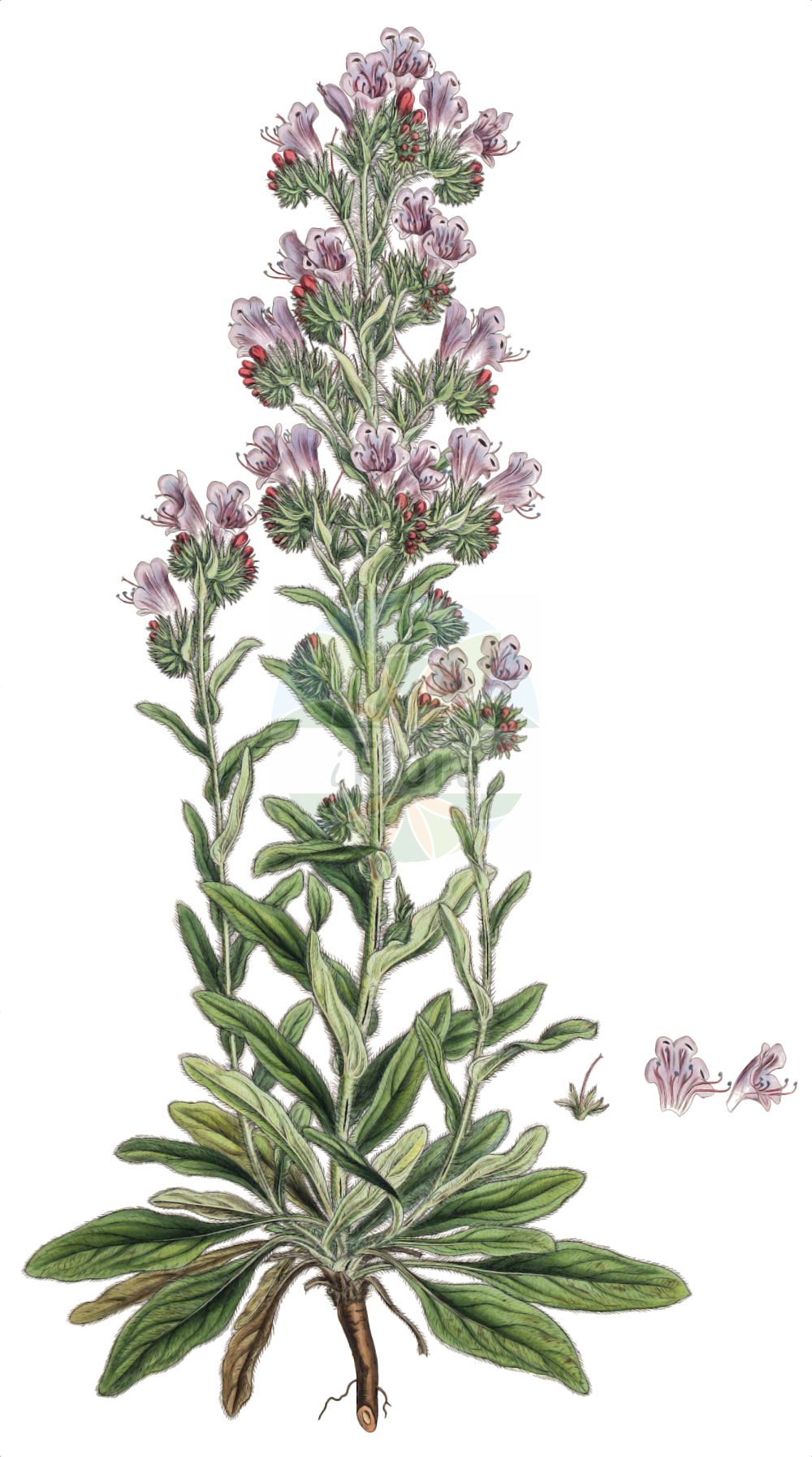 Echium plantagineum - Boraginaceae,Plantae,Pteridobiotina,Angiosperms,Boraginales,Boraginaceae,Echium,Echium plantagineum,Echium alonsoi, Echium bonariense, Echium creticum subsp. plantagineum, Echium diffusum, Echium longistamineum, Echium lycopsis, Echium maritimum, Echium murale, Echium orientale, Echium plantagineum var. alba, Echium plantagineum var. monodasystemon, Echium plantaginifolium, Echium plantaginoides, Echium pseudoviolaceum, Echium sennenii, Echium violaceum, Echium violaceum var. medium