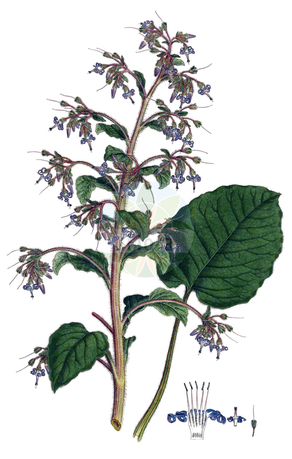 Trachystemon orientalis - Boraginaceae,Plantae,Pteridobiotina,Angiosperms,Boraginales,Boraginaceae,Trachystemon,Trachystemon orientalis,Borago constantinopolitana, Borago cordifolia, Borago inflata, Borago orientalis, Daphnopsis cordifolia, Nordmannia cordifolia, Psilostemon orientalis, Trachystemon orientalis,Orientalischer Rauling;Orient-Rauhblatt;Rauling;abraham-isaac-jacob;Bourrache du Caucase;трахистемон восиочный;трахистемон восточный;galdirik;източен лопох