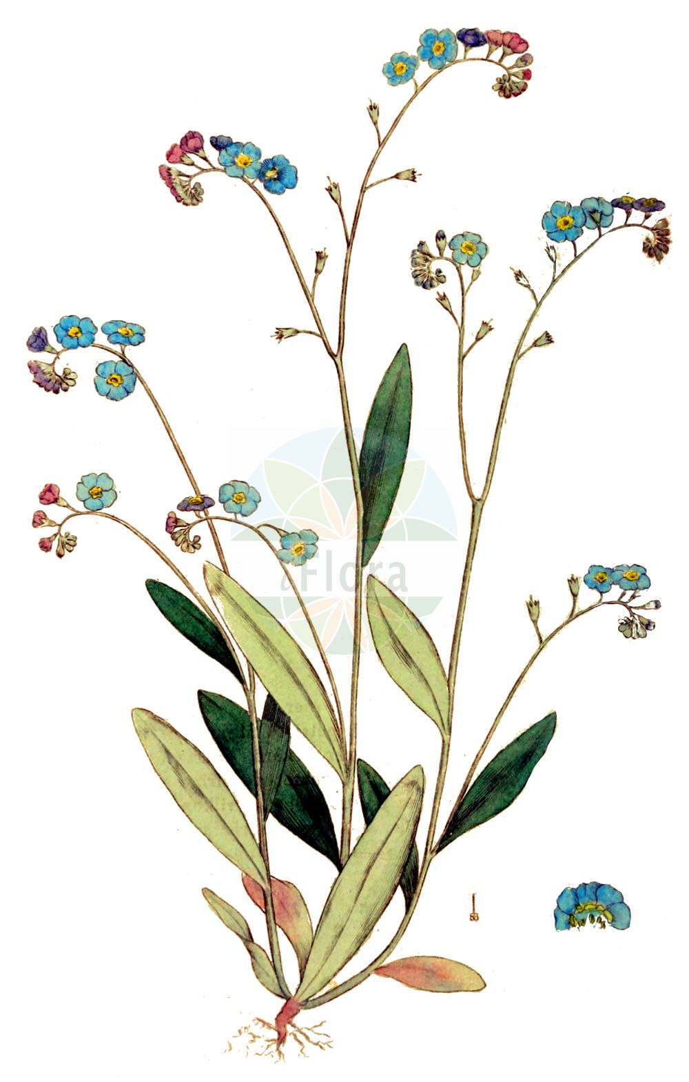 Myosotis scorpioides - Boraginaceae,Plantae,Pteridobiotina,Angiosperms,Boraginales,Boraginaceae,Myosotis,Myosotis scorpioides,Echioides palustris, Echioides perennis, Myosotis palustris, Myosotis scorpioides var. palustris,Sumpf-Vergissmeinnicht;Gewöhnliches Sumpf-Vergißmeinicht;Großblütiges Sumpf-Vergißmeinicht;water forget-me-not;true forget-me-not;spring forget-me-not;Myosotis des marais;myosotis faux-scorpion;aimez-moi;herbe grasse;myosotis faux scorpion;myosotis scorpioïde;ne-m'oubliez-pas;oreille de rat;oreille de souris;plus-je-te-vois-plus-je-t'aime;scorpione de marais;souvenez-vous-de-moi;miosotis de agua;nomeolvides de agua;nomeolvides;Nontiscordardimé delle paludi;scorpiona di padule;miosotide palustre;non-ti-scordar-di-me di palude;rams-lök;moerasvergeet-mij-nietje;moerasvergeet-mij-niet;незабудка болотная;незабудка скорпионовидная;lulemiza e moçaleve;lulemizë;miosotis palustre;močvarna potočnica;äkta förgätmigej;eng-forglemmigej;niezapominajka błotna;wasurenagusa;ワスレナグサ;močvirska spominčica;mocsári nefelejcs;pomněnka bahenní;nezábudka močiarna;незабудка болотна;блатна незабравка;soo-lõosilm;purva neaizmirstule;engforglemmegei;meriluhtalemmikki;engjamunablóm;обични споменак;споменак;pelkinė neužmirštuolė