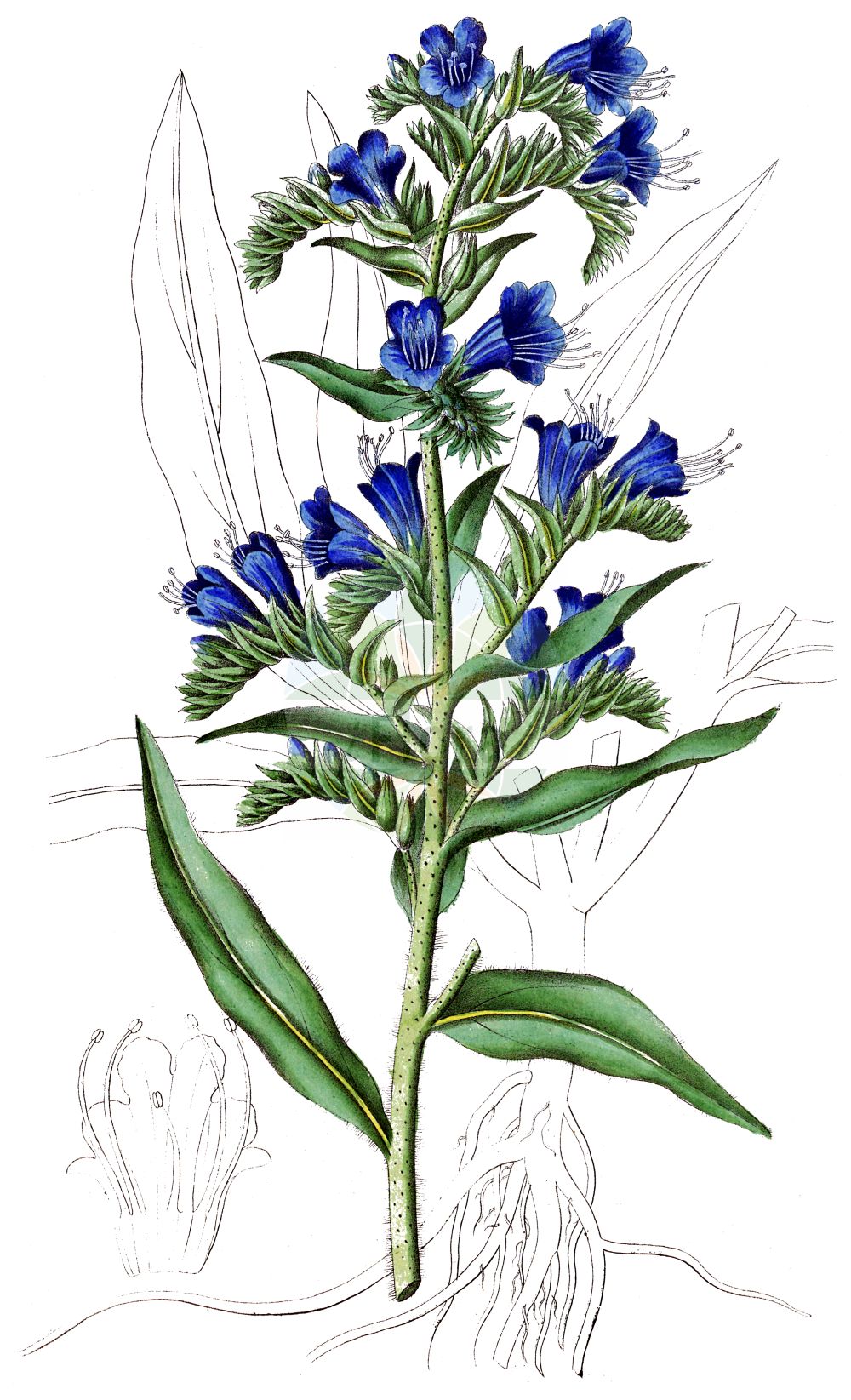 Echium vulgare - Boraginaceae,Plantae,Pteridobiotina,Angiosperms,Boraginales,Boraginaceae,Echium,Echium vulgare,Echium anglicum, Echium elegans, Echium lacaitae, Echium laetum, Echium lusitanicum, Echium molle, Echium monstrosum, Echium parviflorum, Echium schifferi, Echium spinescens, Echium tenoreanum, Echium tuberculatum, Echium vaudense, Echium violaceum, Echium vulgare f. albiflorum, Echium vulgare f. vulgare, Echium vulgare var. grandiflorum, Echium vulgare var. lacaitae, Echium vulgare var. vulgare, Echium wierzbickii,Gewöhnlicher Natternkopf;Natternkopf;Blauer Natternkopf;Stolzer Heinrich;Gemeiner Natterkopf;viper's-bugloss;blue thistle;blueweed;common viper's bugloss;Vipérine commune;herbe aux vipères;buglosse sauvage;vipérine vulgaire;hierba azul;viborera morada;lengua de gato;paraque tequiero;ortiguilla;manasa;culebrera;hierba cerruda;melera;viborera;viperina;Viperina azzurra;echio comune;erba delle vipere;lingua di bove;erba rogna;viperina comune;riet-zwenkgras;gewoon slangekruid;slangenkruid;erva-viperina;lingua-de-boi;soagem;viboreira;viperina;синяк обыкновенный;engerek otu;ushqerëz;ushqerëza e rëdomtë;herba del vibre;llengua de bou;llengua de bou vulgar;obična lisičina;blaäld;blåeld;slangehoved;żmijowiec zwyczajny;navadni gadovec;közönséges kígyószisz;terjőke kígyószisz;hadinec obecný;iarba șarpelui;iarba-şearpelui;hadinec obyčajný;синяк звичайний;кучи език обикновен;обикновено усойниче;harilik ussikeel;parastais daglītis;ormehode;kyläneidonkieli;лисичина;обична лисичина;paprastasis ežeinis;lán jì;蓝蓟