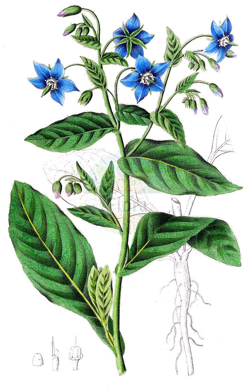 Borago officinalis - Boraginaceae,Plantae,Pteridobiotina,Angiosperms,Boraginales,Boraginaceae,Borago,Borago officinalis,Borago advena, Borago aspera, Borago hortensis,Boretsch;Gurkenkraut;Echter Boretsch;Einjähriger Boretsch;Borretsch;borage;bee plant;common borage;cool tankard;talewort;Bourrache officinale;bourrache commune;borraja común;alcohelo;borraina;borraga común;borraja;Borragine comune;borrana comune;gewoone bernagie;gewone bernagie;bernagie;borragem-comúm;borragem-comum;borrage;borragem;chupa-mel;огуречник лекарственный;hodan;shaja mjekësore;shajë;borraina;borratja;ljekoviti oštrolistac;vanlig gurkört;stofferblomma;gurkört;hjulkrone;ogórecznik lekarski;borago;boriji;rurijisa;ボラゴ;ボリジ;ルリジサ;borágó;brutnák lékařský;boranţă;limba mielului;otrăţel;borák lekársky;огірочник лікарський;пореч;harilik kurgirohi;ārstniecības gurķene;agurkurt;rohtopurasruoho;fidloqqom;vaistinė agurklė;βορατσίνο