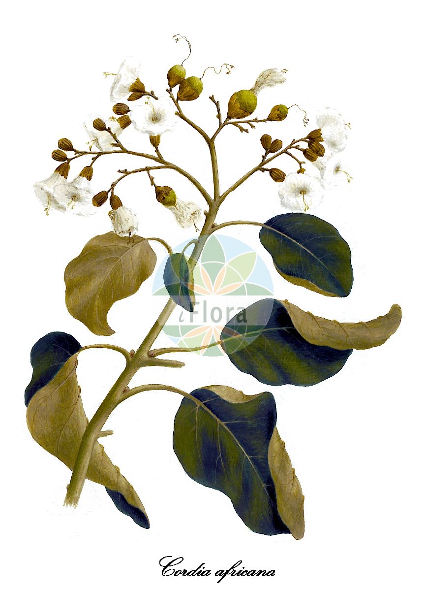 Cordia africana - Boraginaceae,Plantae,Pteridobiotina,Angiosperms,Boraginales,Boraginaceae,Cordia,Cordia africana,Calyptracordia abyssinica, Cordia abyssinica, Cordia abyssinica, Cordia amplifolia, Cordia harara, Cordia holstii, Cordia unyorensis, Gerascanthus africanus, Gerascanthus holstii, Lithocardium abyssinicum, Lithocardium amplifolium, Varronia abyssinica