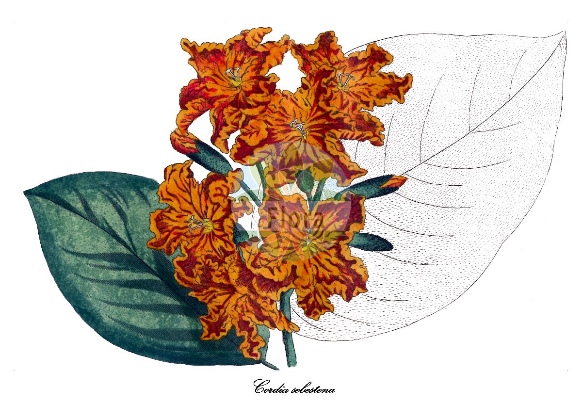 Cordia sebestena - Boraginaceae,Plantae,Pteridobiotina,Angiosperms,Boraginales,Boraginaceae,Cordia,Cordia sebestena,Cordia juglandifolia, Cordia laevis, Cordia sebestena var. rubra, Lithocardium laeve, Sebesten sebestena, Sebestena repanda