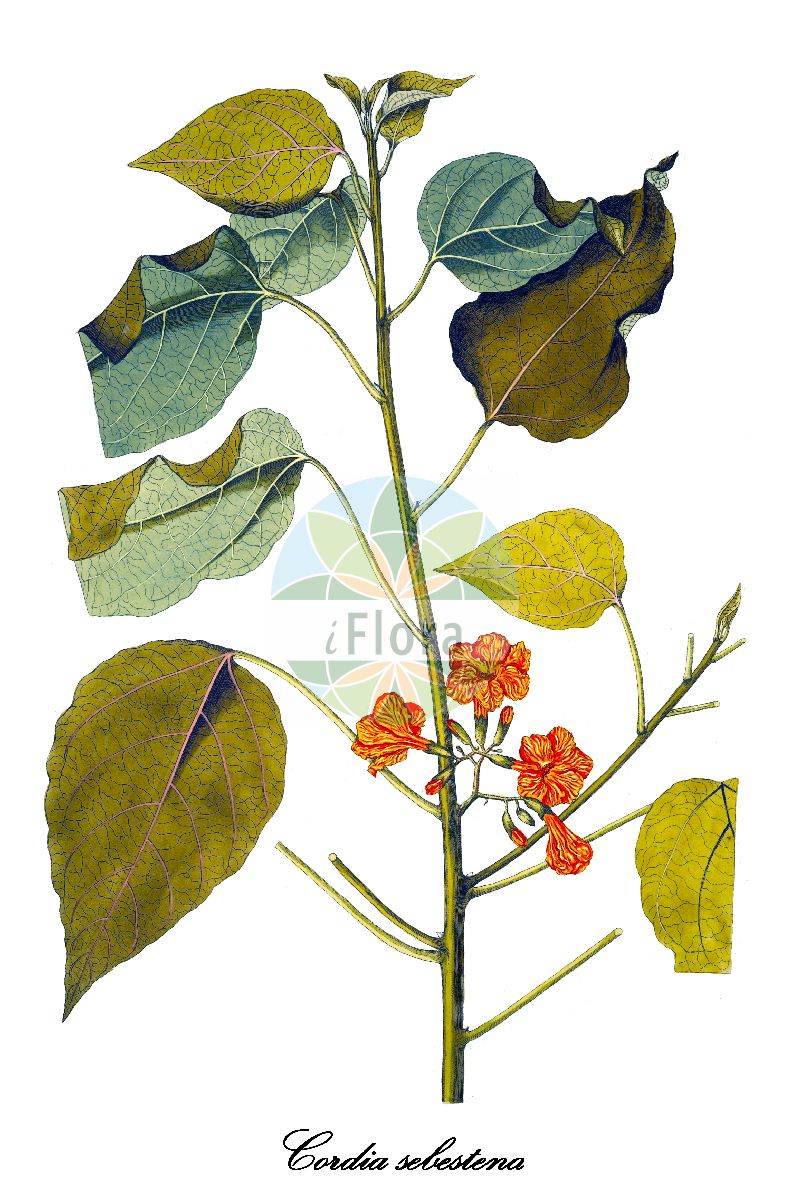 Cordia sebestena - Boraginaceae,Plantae,Pteridobiotina,Angiosperms,Boraginales,Boraginaceae,Cordia,Cordia sebestena,Cordia juglandifolia, Cordia laevis, Cordia sebestena var. rubra, Lithocardium laeve, Sebesten sebestena, Sebestena repanda