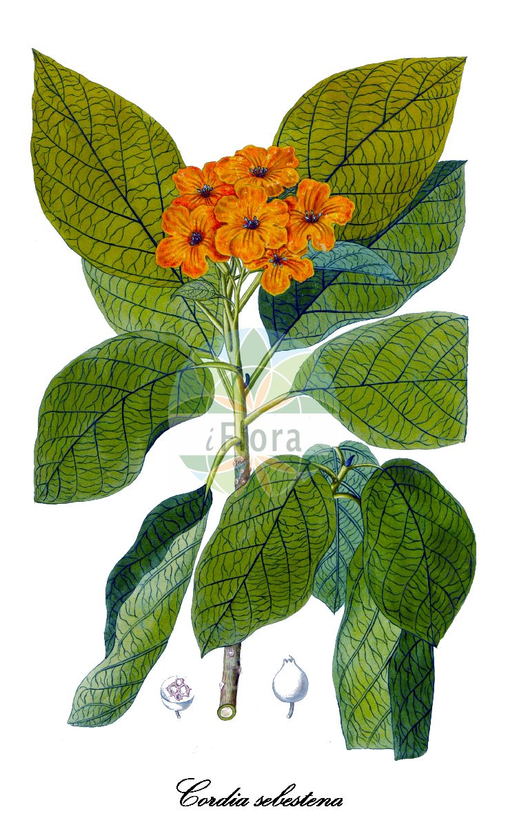 Cordia sebestena - Boraginaceae,Plantae,Pteridobiotina,Angiosperms,Boraginales,Boraginaceae,Cordia,Cordia sebestena,Cordia juglandifolia, Cordia laevis, Cordia sebestena var. rubra, Lithocardium laeve, Sebesten sebestena, Sebestena repanda