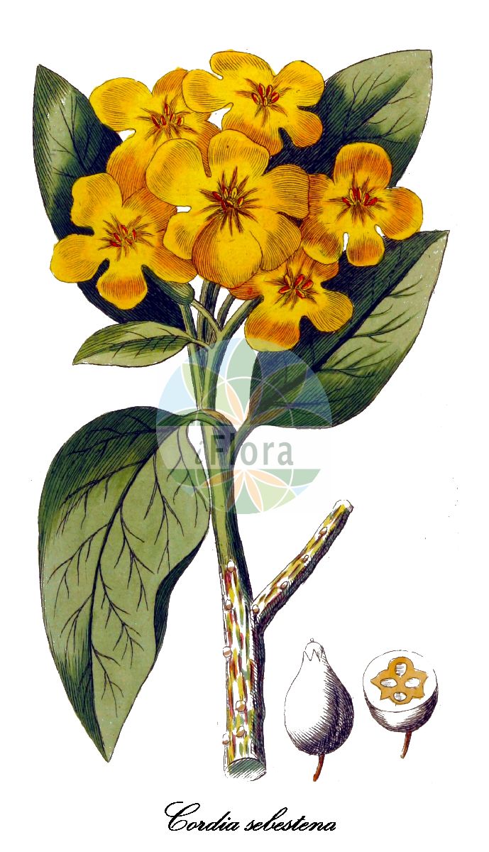 Cordia sebestena - Boraginaceae,Plantae,Pteridobiotina,Angiosperms,Boraginales,Boraginaceae,Cordia,Cordia sebestena,Cordia juglandifolia, Cordia laevis, Cordia sebestena var. rubra, Lithocardium laeve, Sebesten sebestena, Sebestena repanda