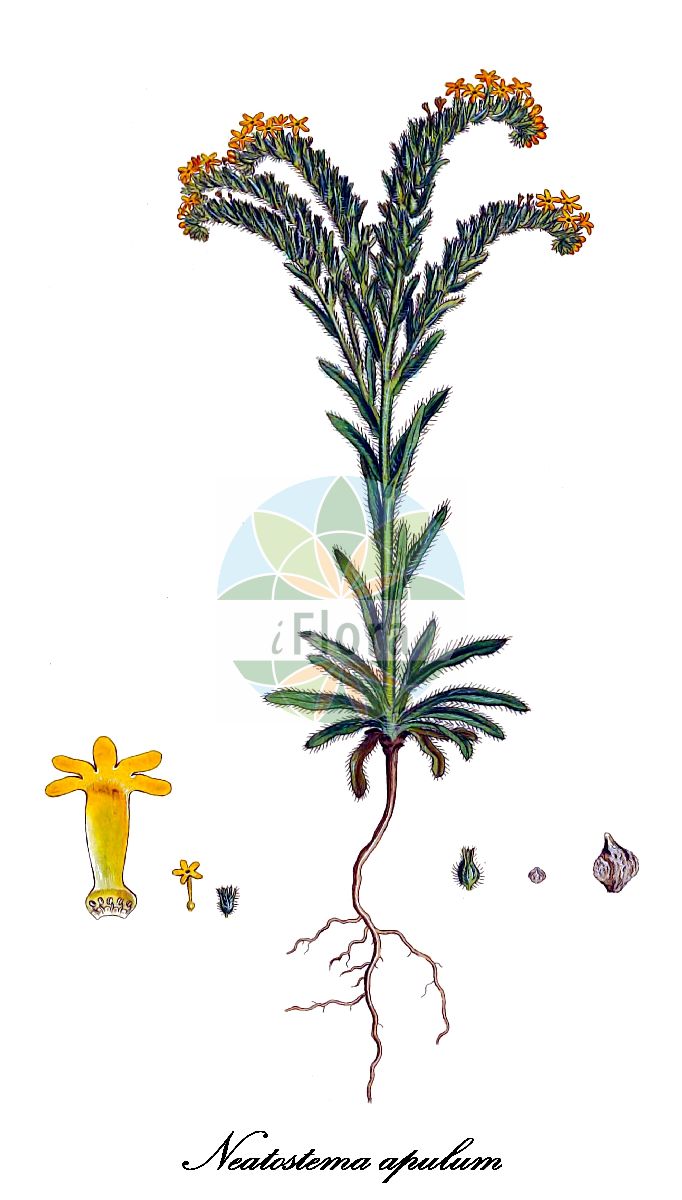 Neatostema apulum - Boraginaceae,Plantae,Pteridobiotina,Angiosperms,Boraginales,Boraginaceae,Neatostema,Neatostema apulum,Lithospermum apulum, Lithospermum apulum, Lithospermum apulum var. tucakovii, Lithospermum mesopotamicum, Lithospermum strigosum, Margarospermum apulum, Myosotis apula, Myosotis lutea, Rhytispermum apulum,Apulischer Steinsame;Gelber Steinsame;grémil des Pouilles;asperón;chupamiel dorado;viborezno;erba-perla gialla;воробейник апулвейский;воробейник апулийский;неатостема апулийская;sarı taşkesen;neatostemë;apulska biserka;неатостема апулійська;неатостема